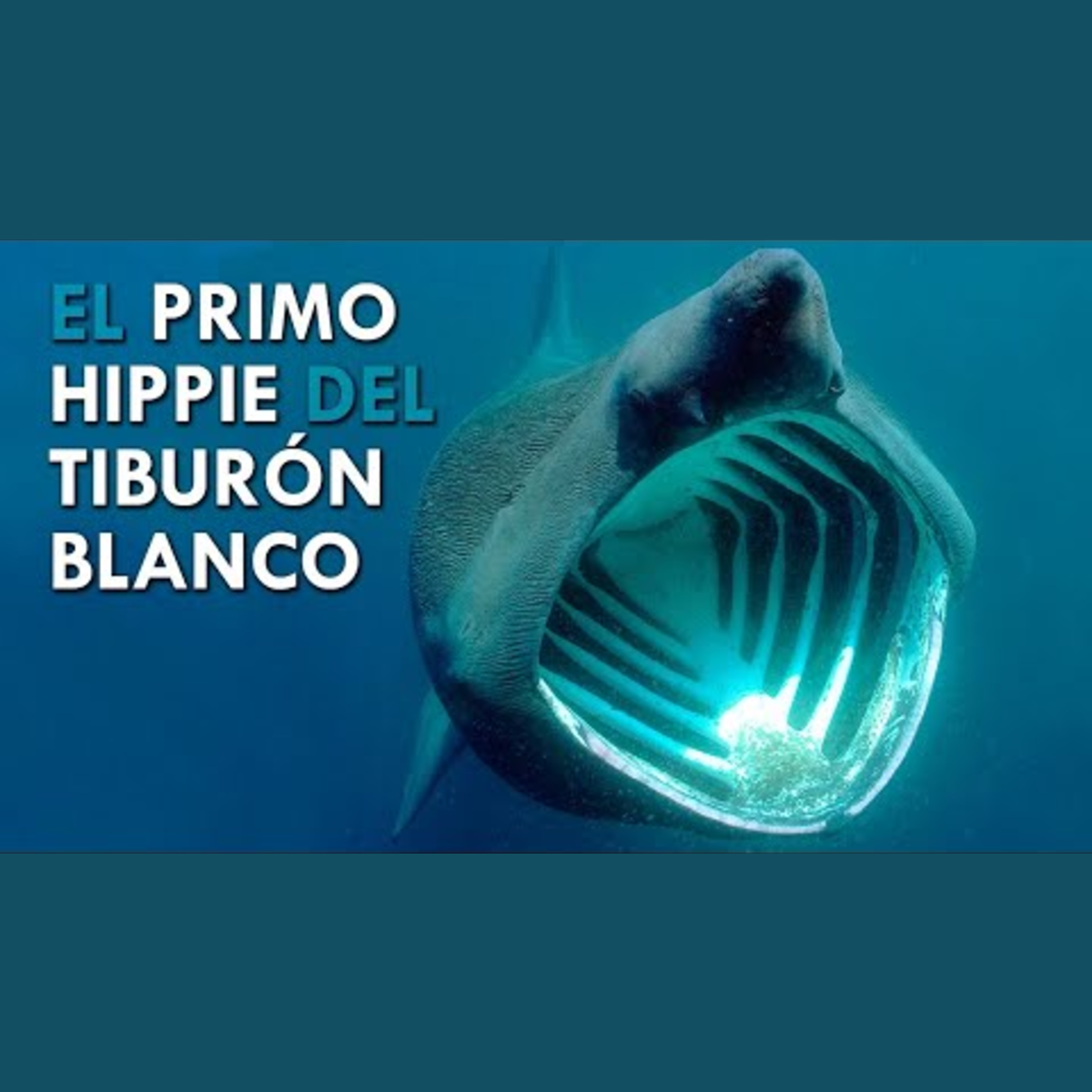 Animalogic En Español