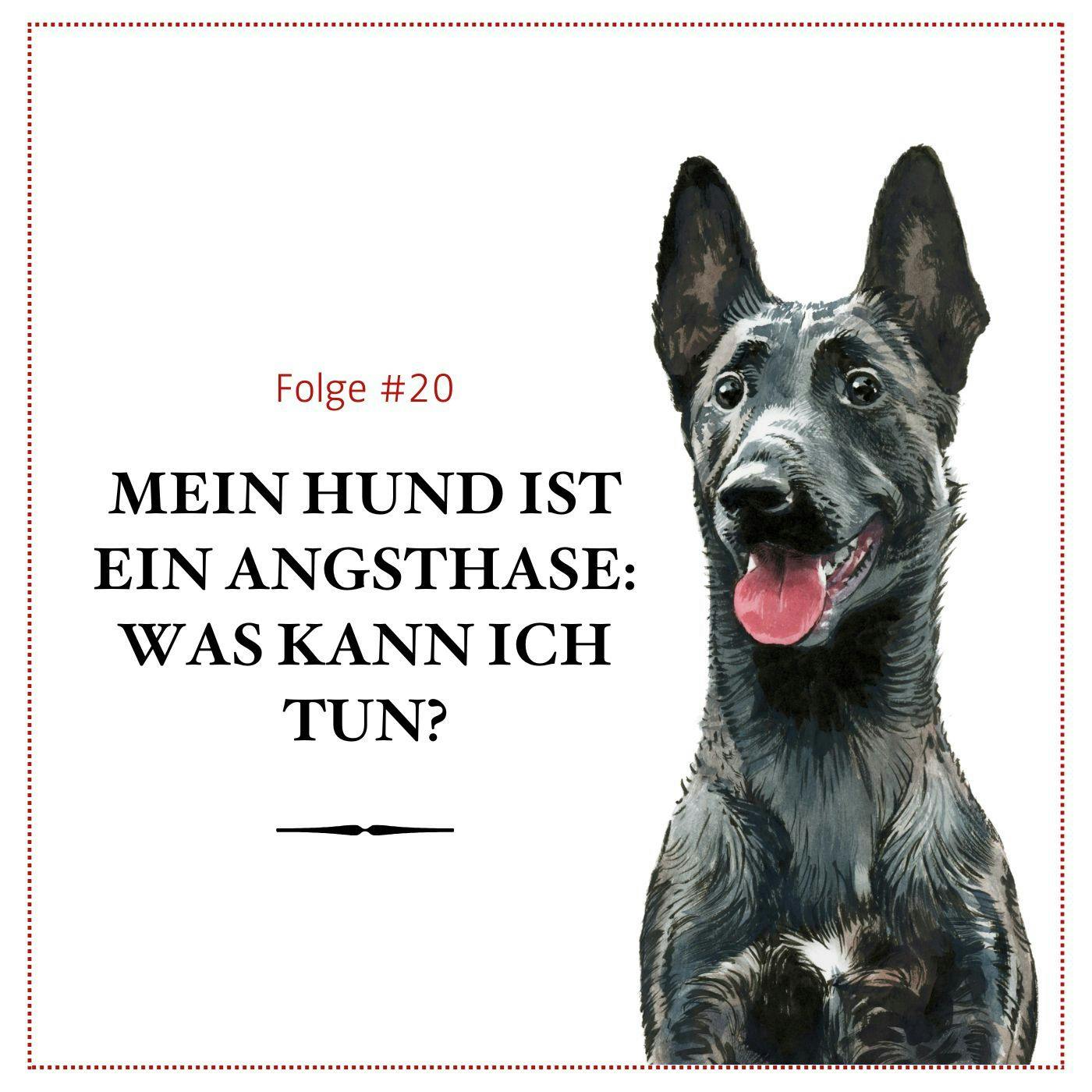 Mein Hund ist ein Angsthase: Was kann ich tun? - #20 Mein Hund ist ein Angsthase: Was kann ich tun? - #20
