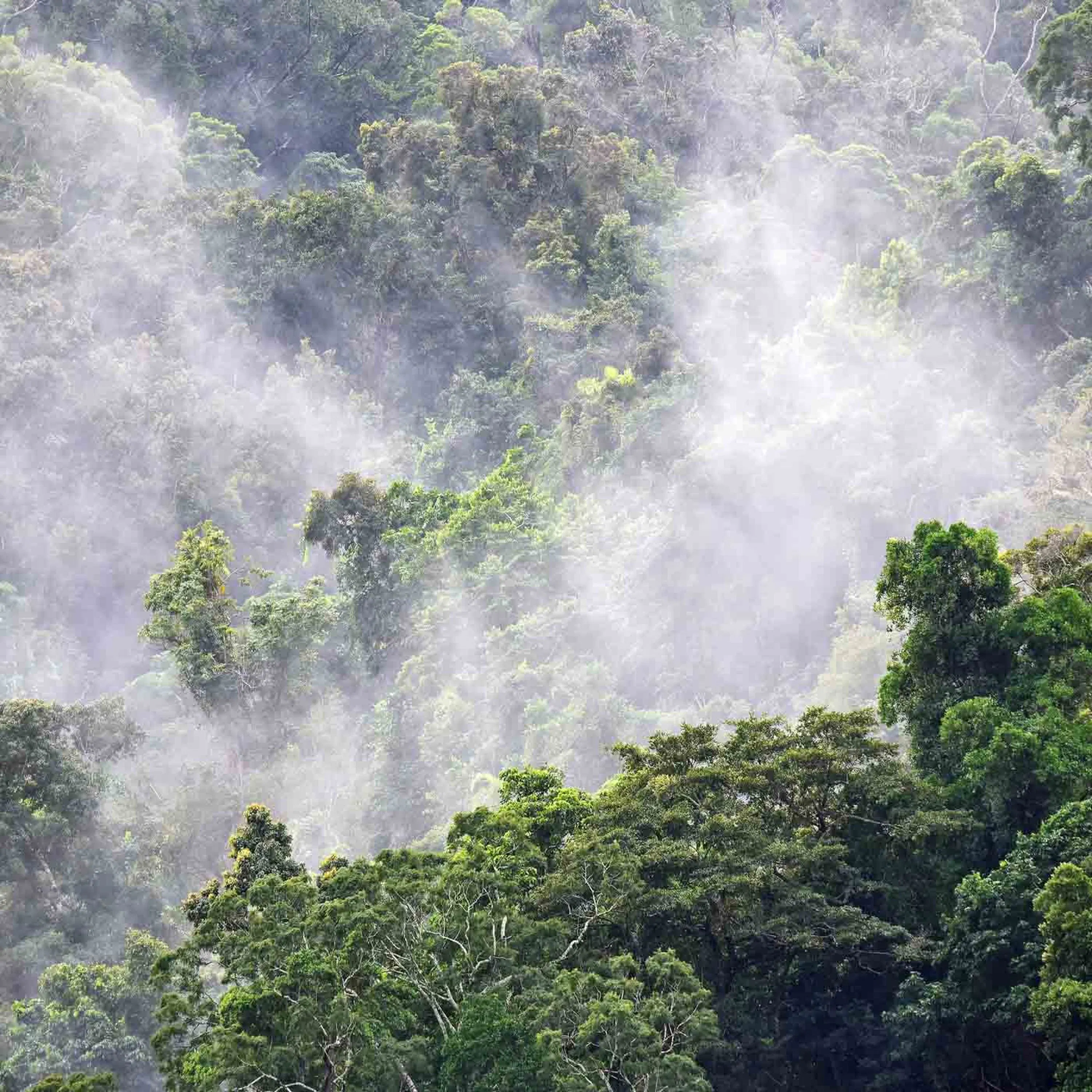 Qu'est-ce que la neutralité carbone ?