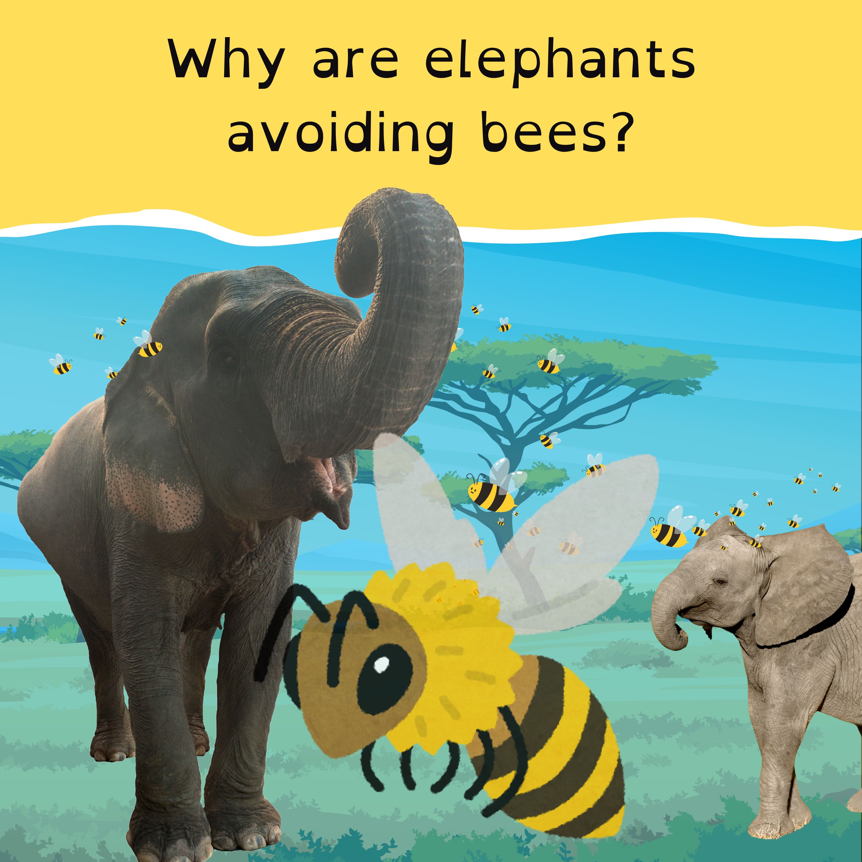 Trump wins the White House; Kenya’s elephant beehives; Squiz-E’s election sniffing; and a new planet for our solar system.