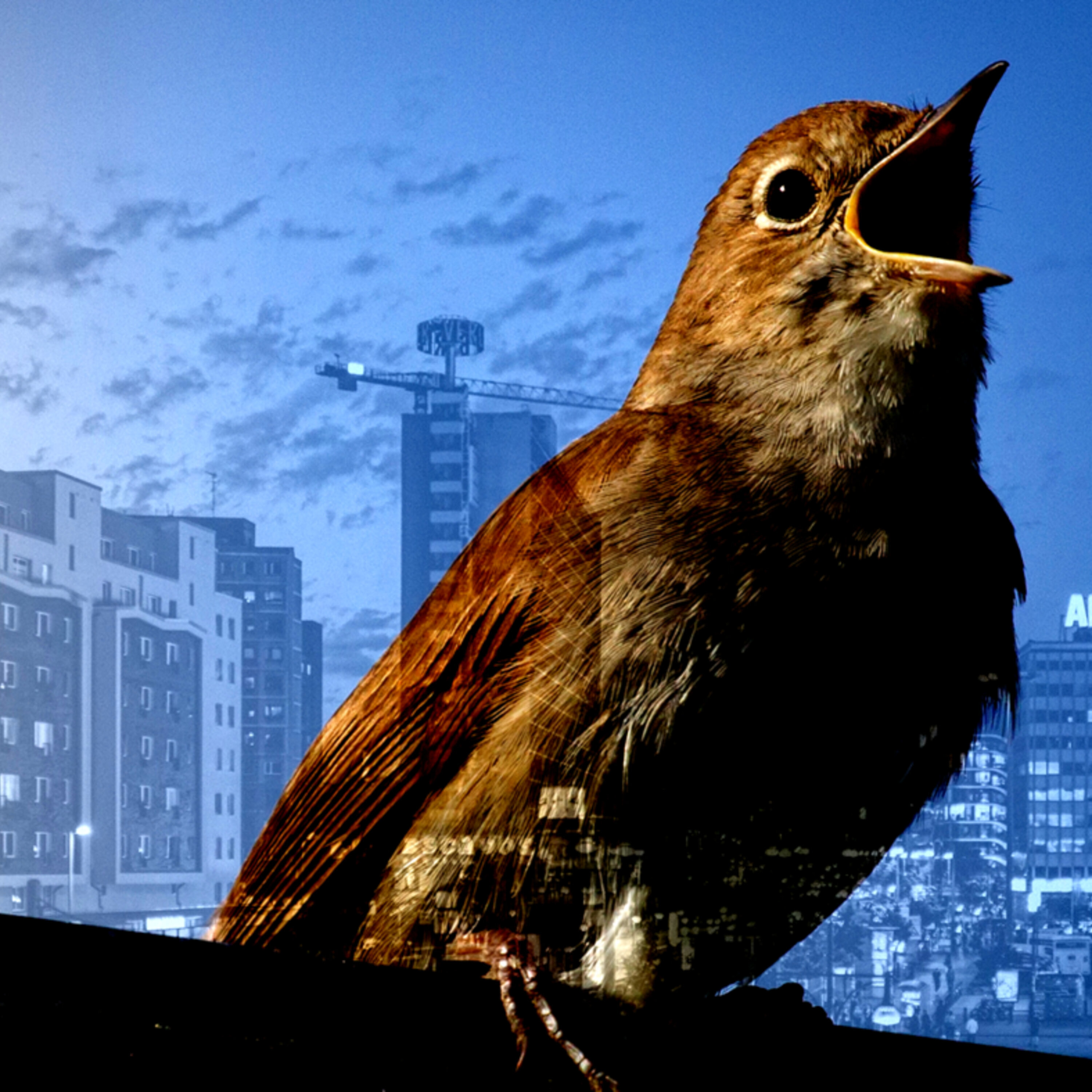Race and disease risk and Berlin’s singing nightingales