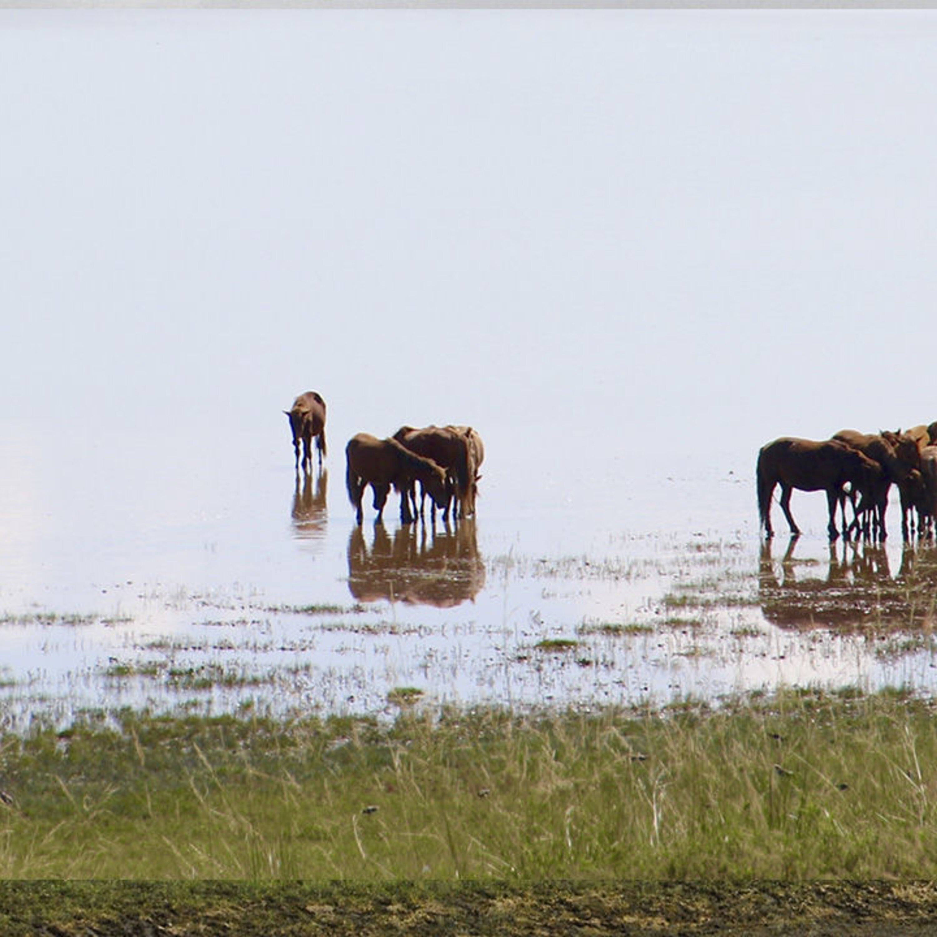 How dental plaque reveals the history of dairy farming, and how our neighbors view food waste