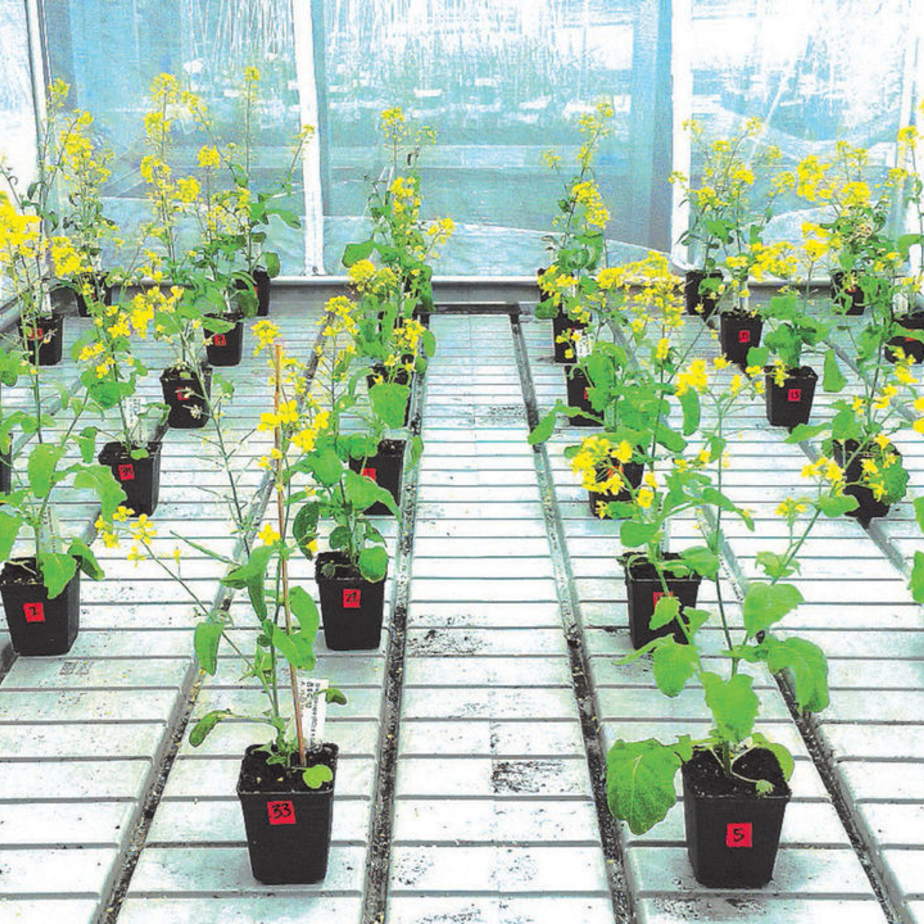 A new species of ancient human and real-time evolutionary changes in flowering plants