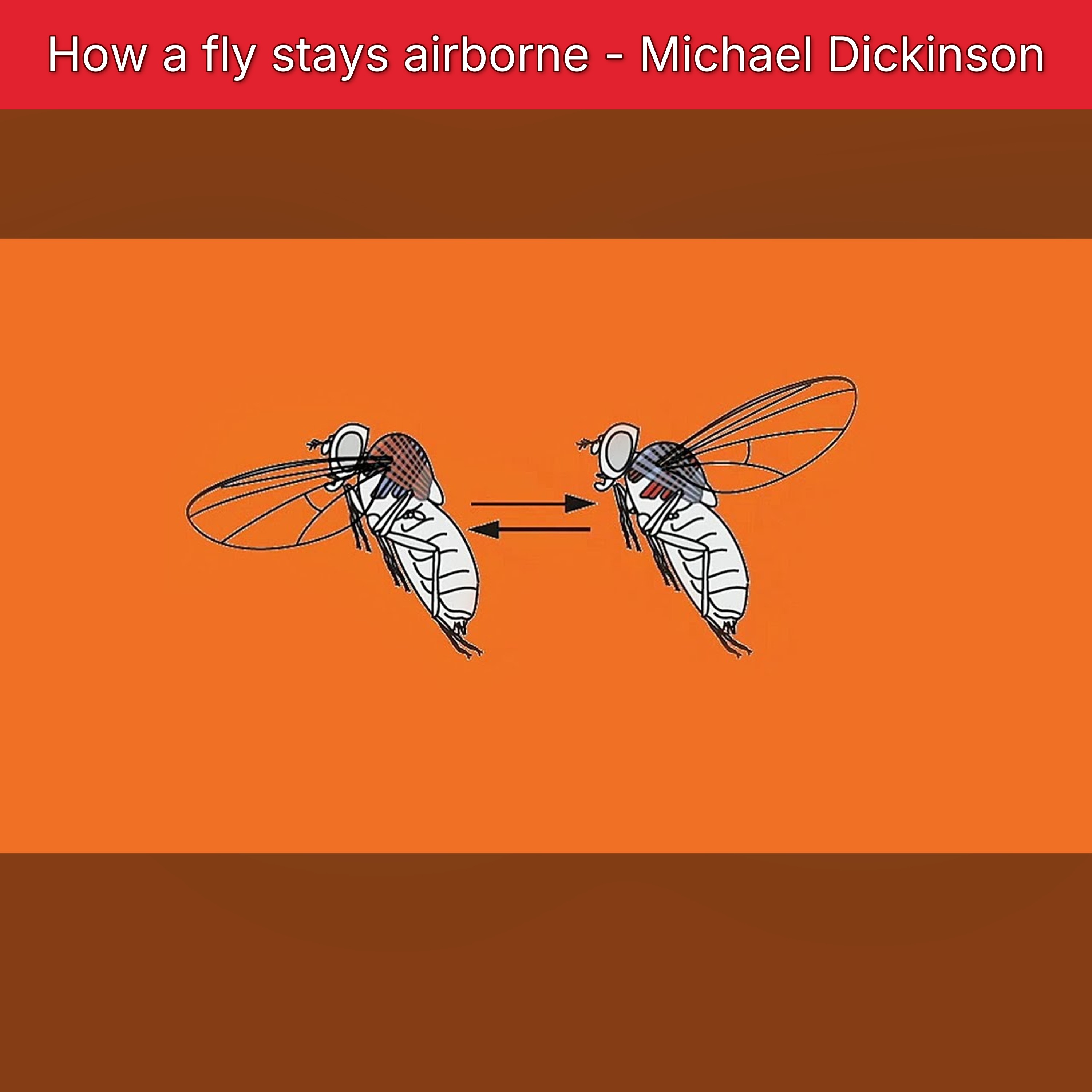 How a fly stays airborne - Michael Dickinson episode artwork