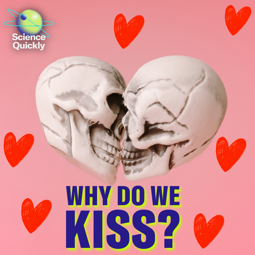 The evolutionary riddle of the kiss