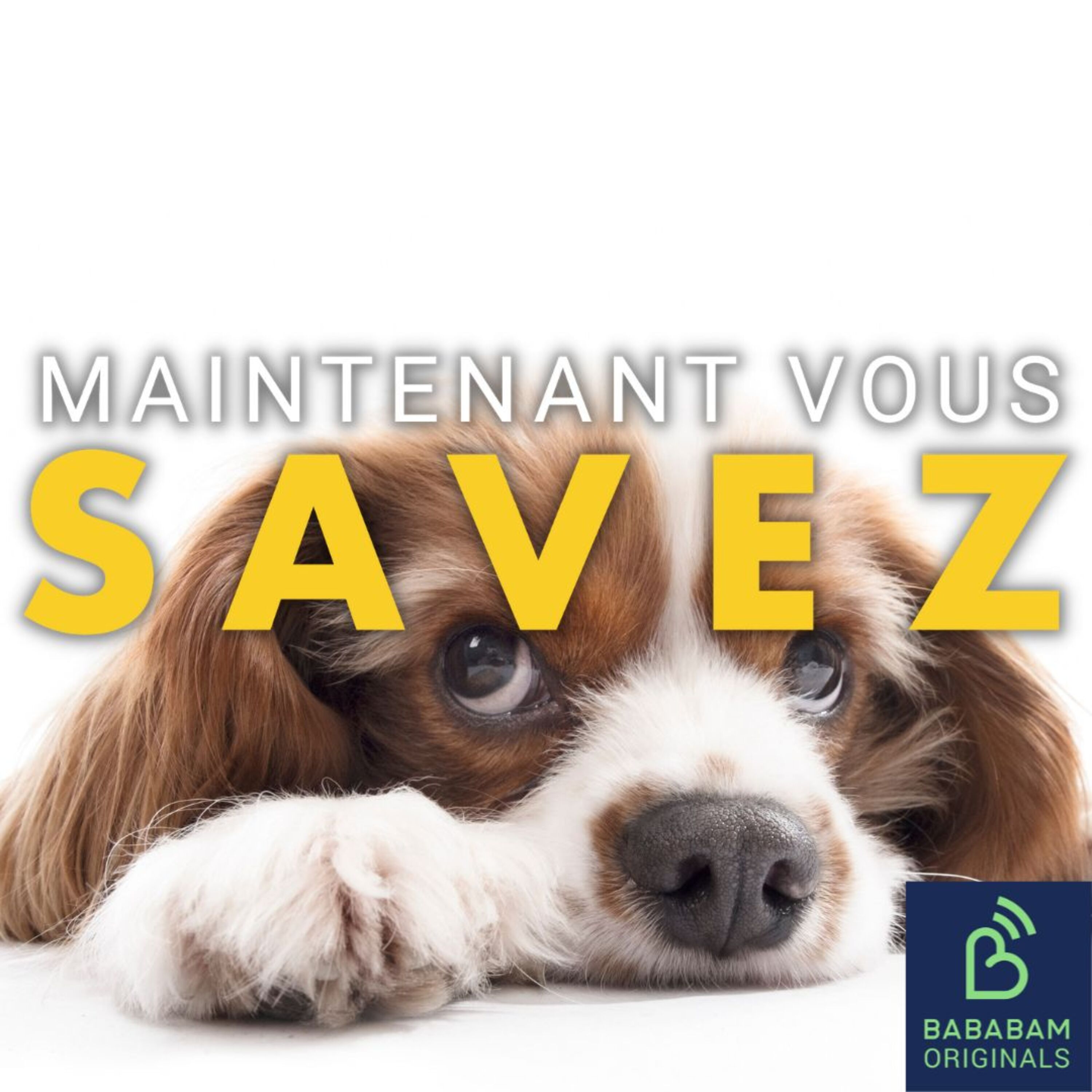 Quel est le chien préféré des Français ?