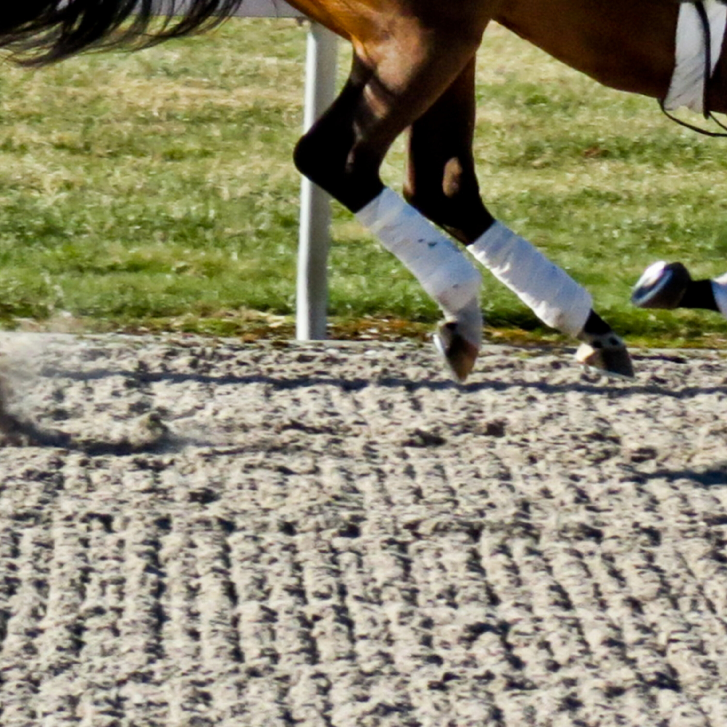 Mysterious racehorse injuries, and reforming the U.S. bail system