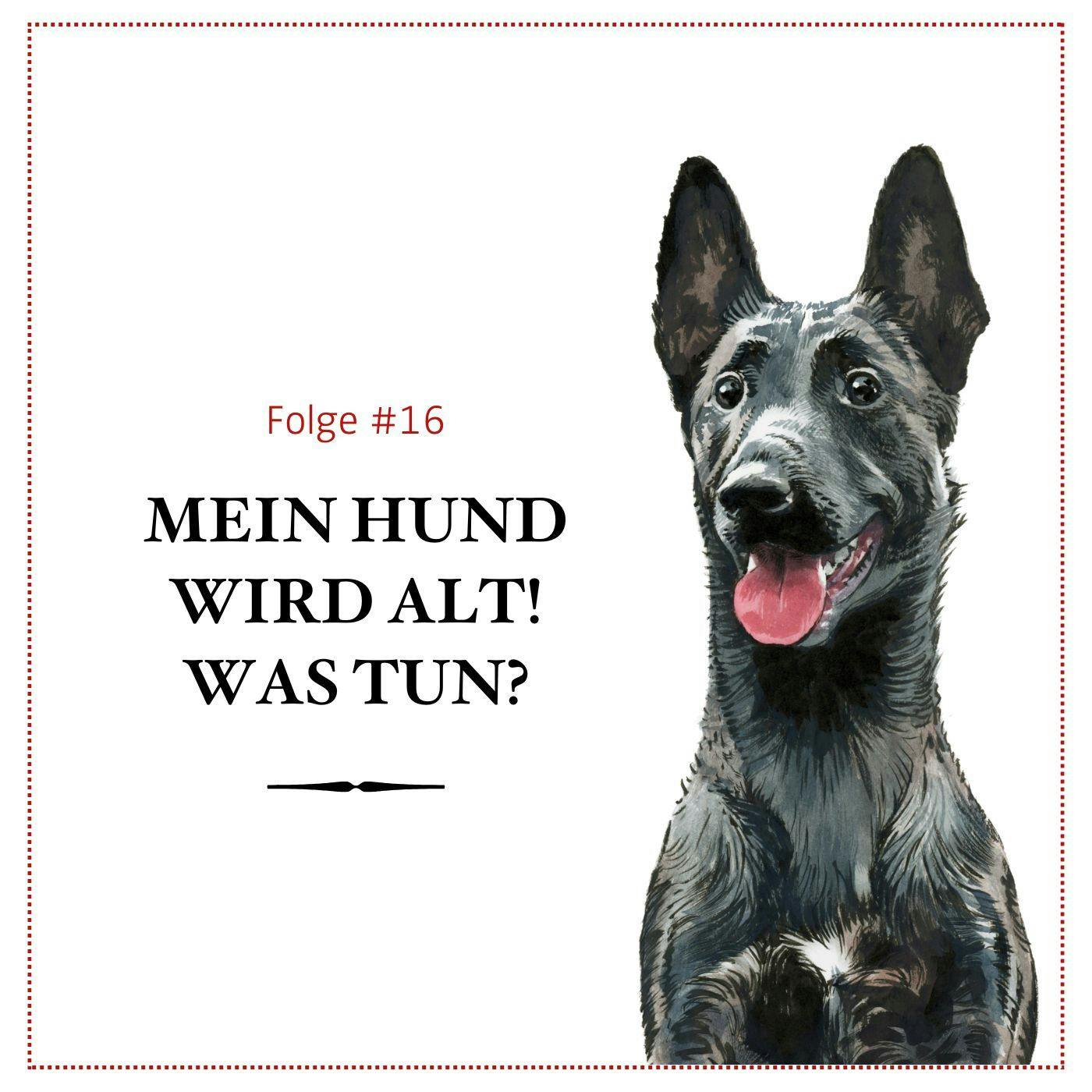 Mein Hund wird alt – was tun? – #16 Mein Hund wird alt – was tun? – #16