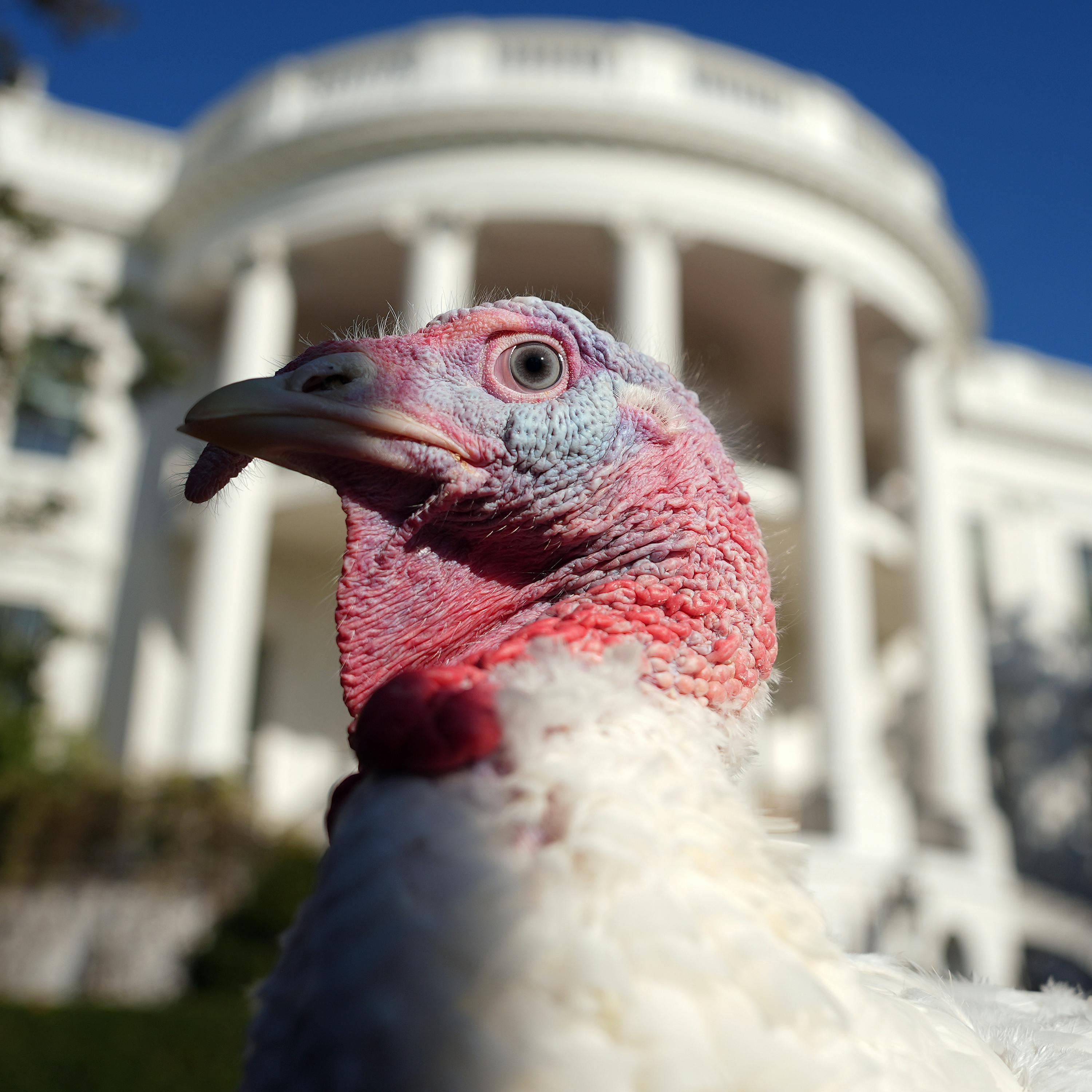 Talk turkey to me Talk turkey to me