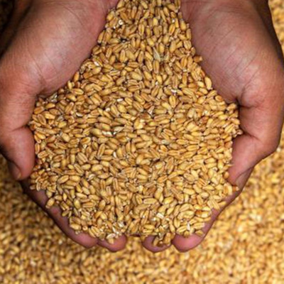 How India carried out a ‘surgical strike’ to ban wheat exports episode artwork