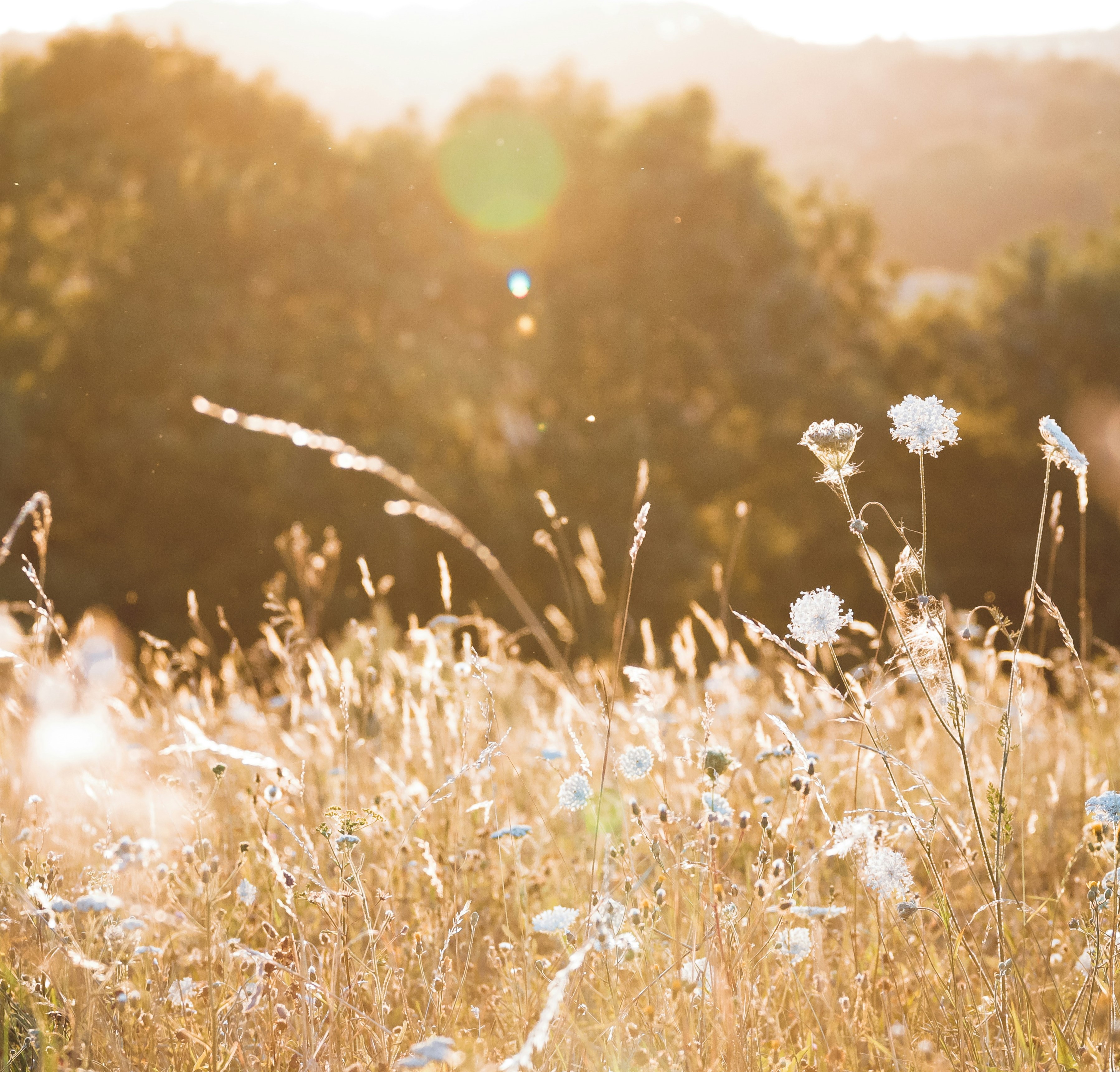 Calming Meadow: 8-Hour Serenade for Relaxation and Tranquility episode artwork