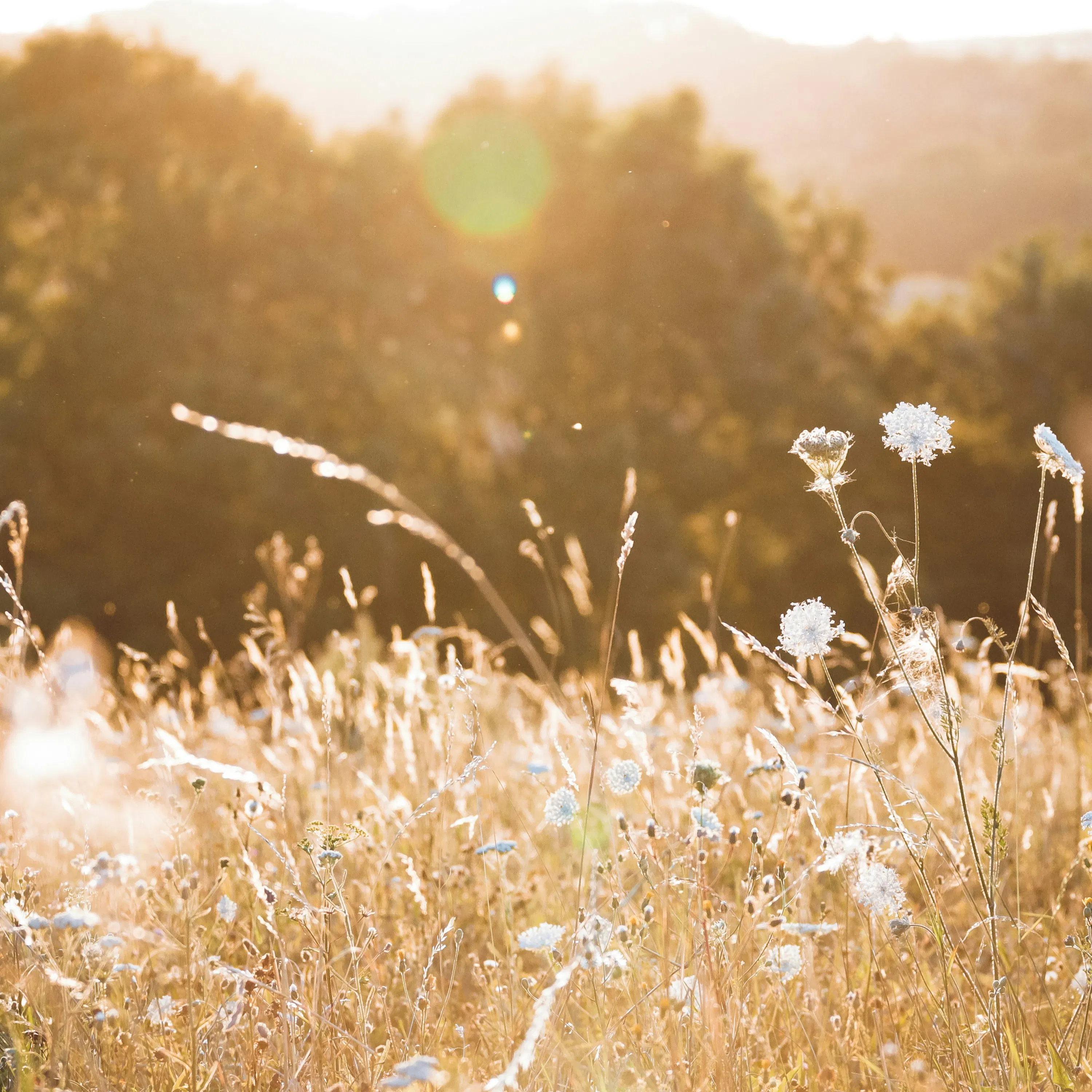 Calming Meadow: 8-Hour Serenade for Relaxation and Tranquility episode artwork