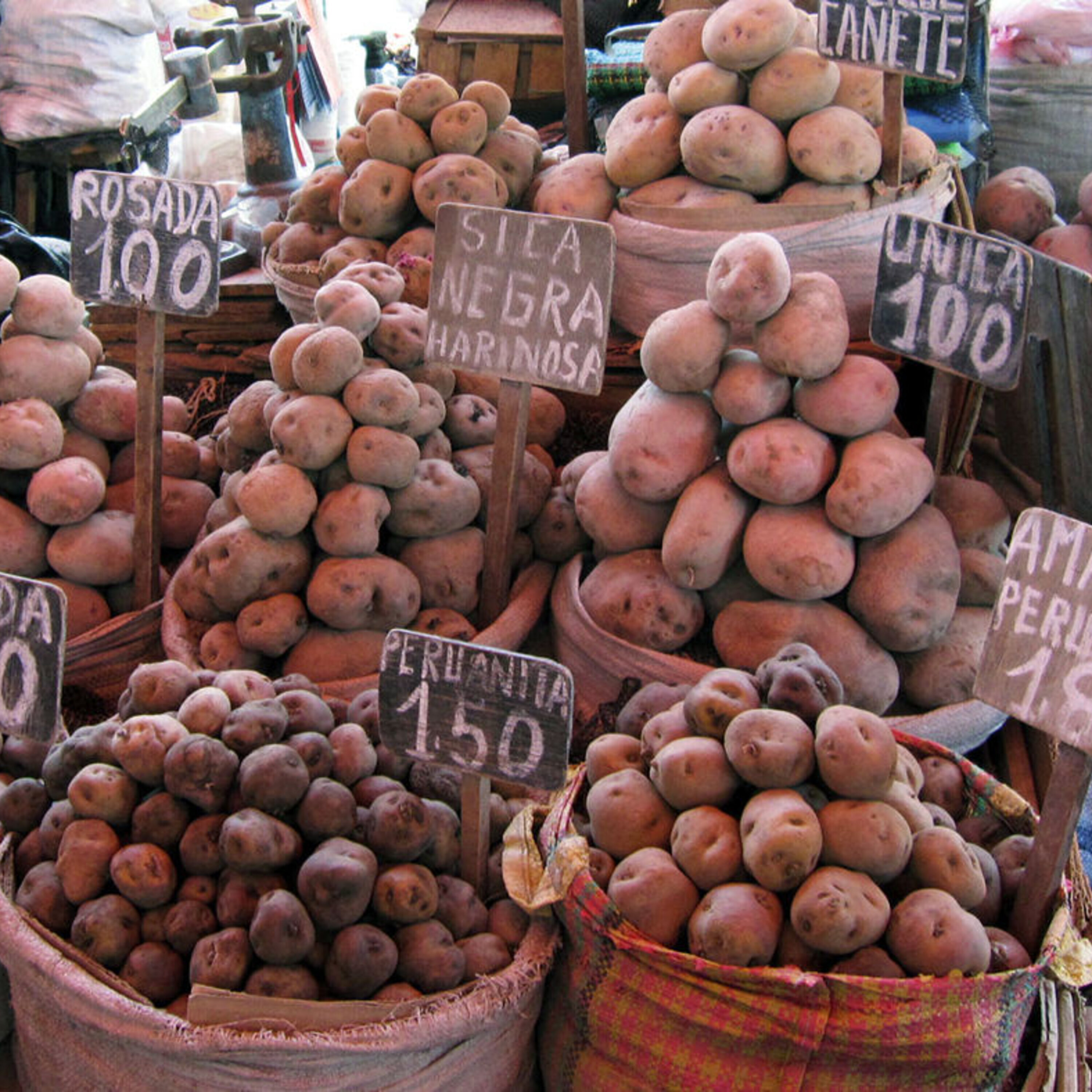 Possible potato improvements, and a pill that gives you a jab in the gut