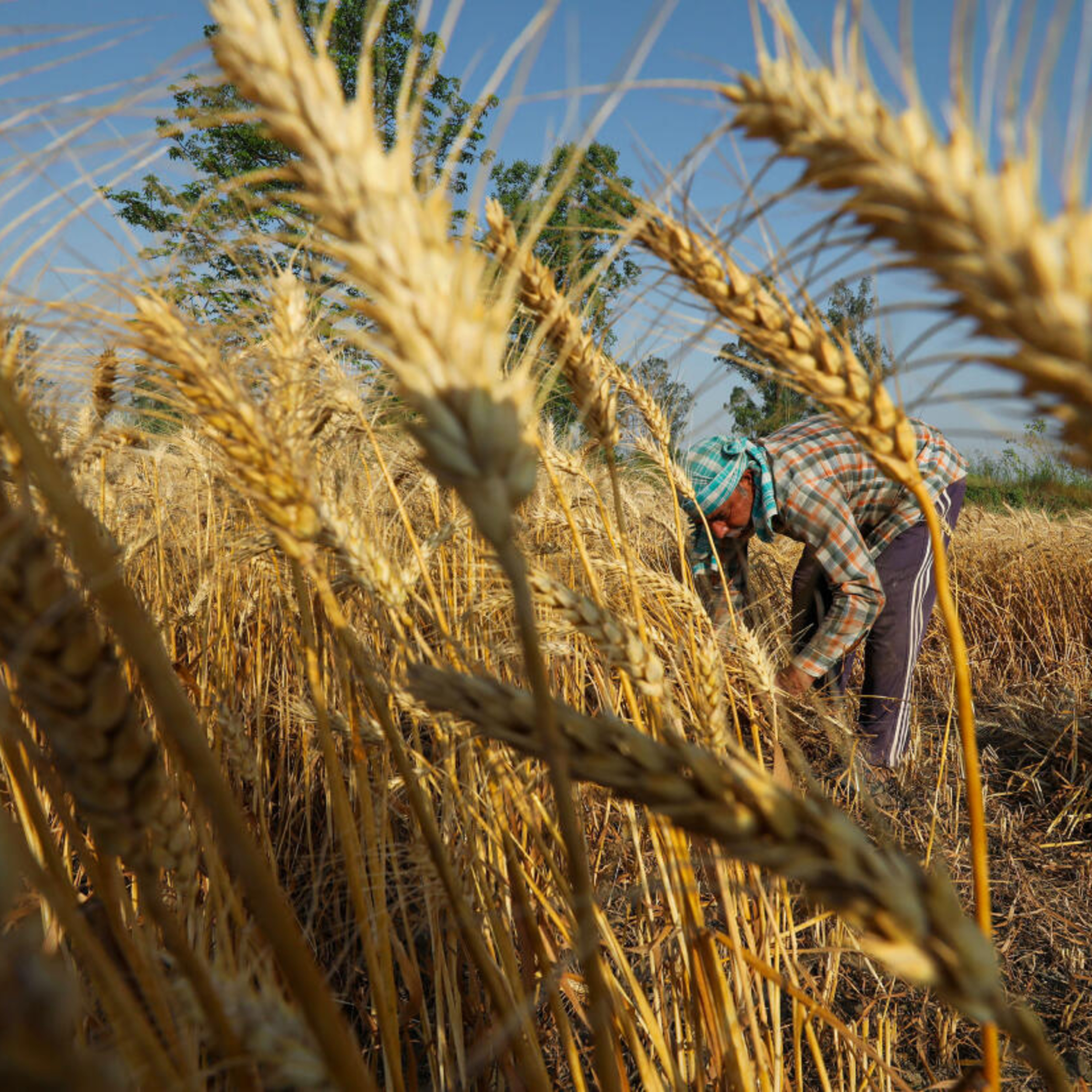 India's wheat production this year could be 8-10 million tonnes lower than initial estimates episode artwork