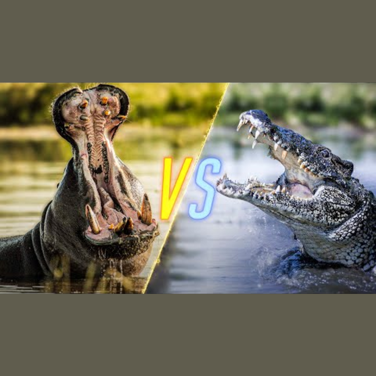 Hippo vs Crocodile episode artwork