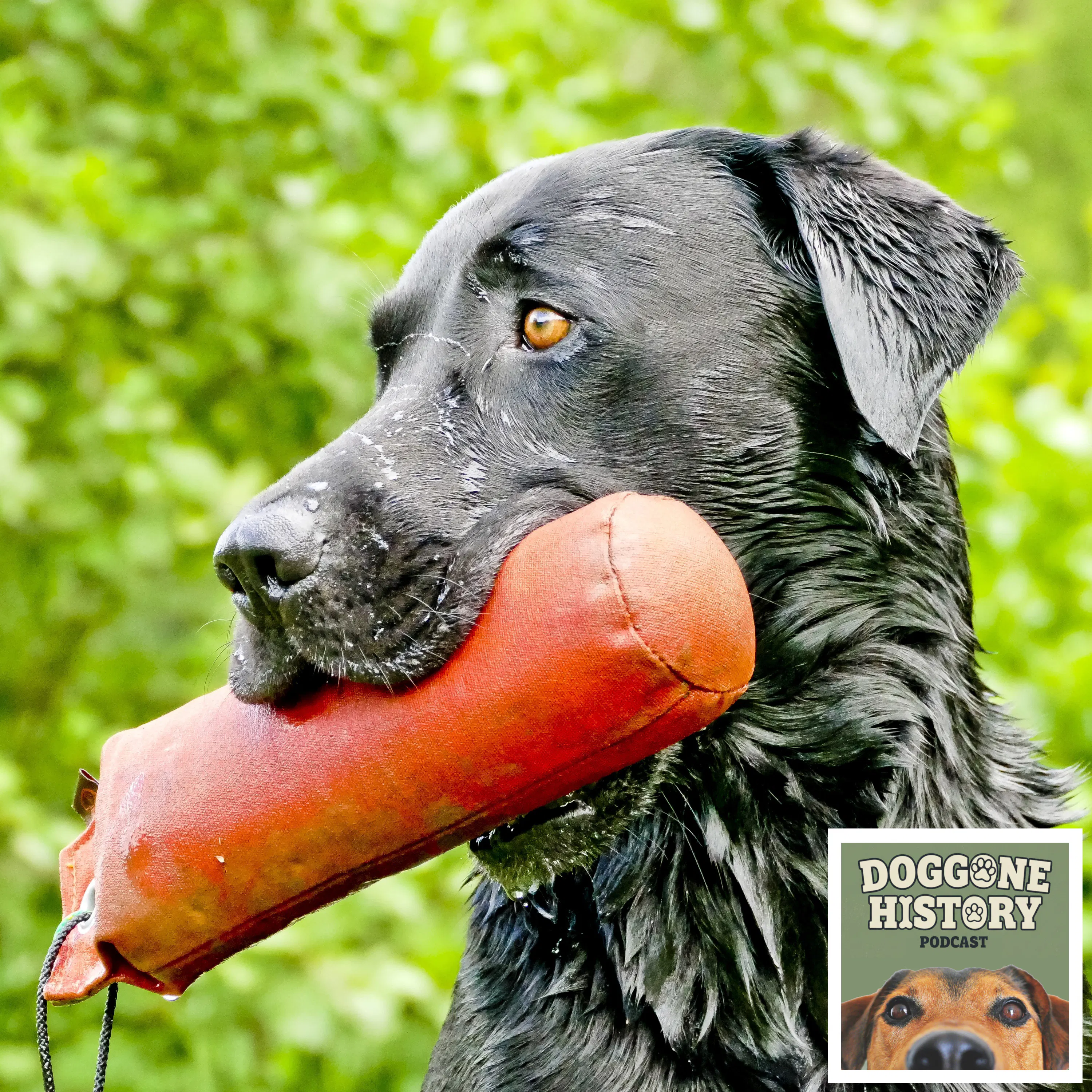 Labrador Retrievers: From Fishing Boats to Suburban Sofas episode artwork