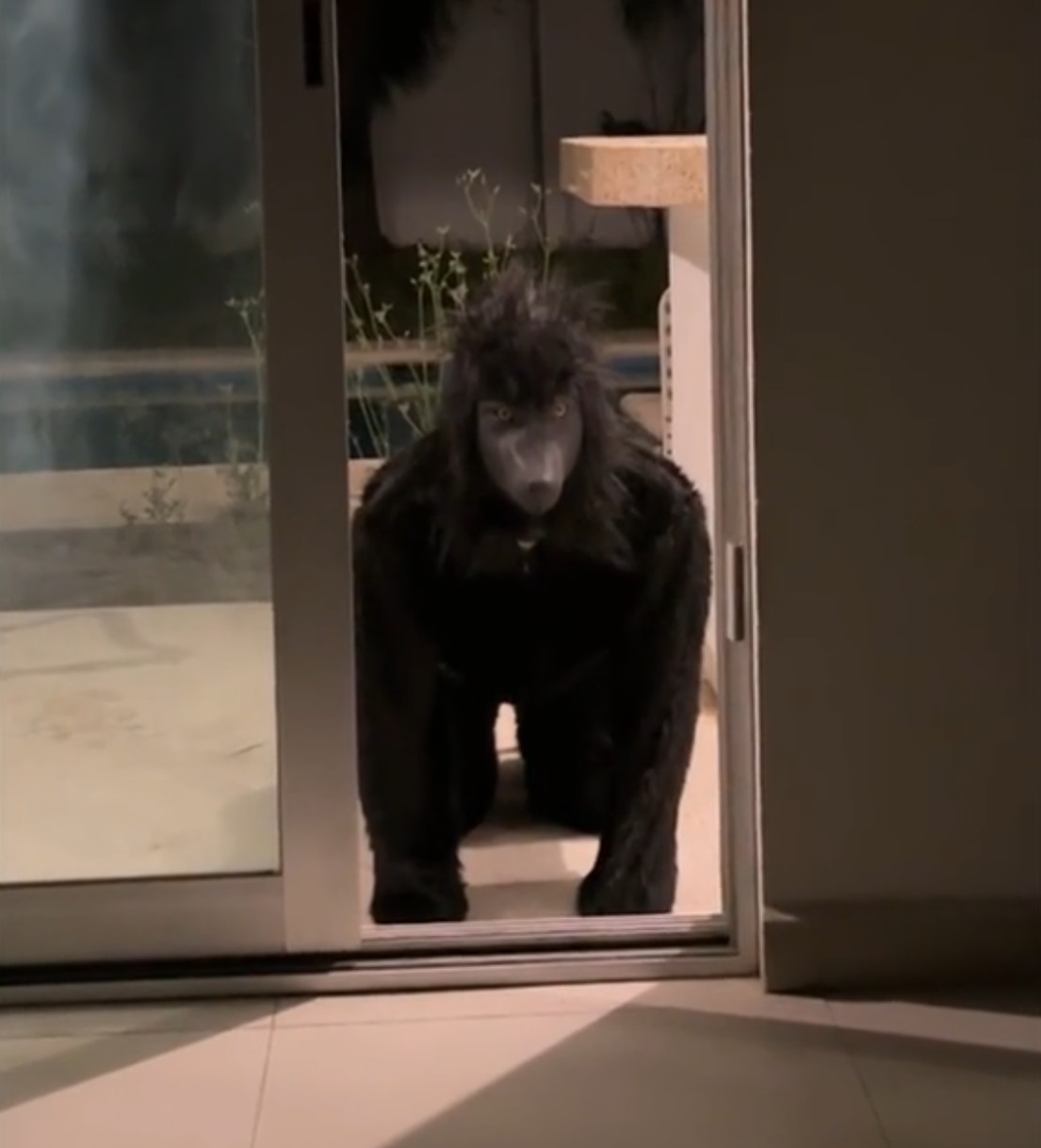 "ESO QUE LLEGO A MI CASA NO ES UN PERRO" - Relatos De Perros Actuando Como Humanos