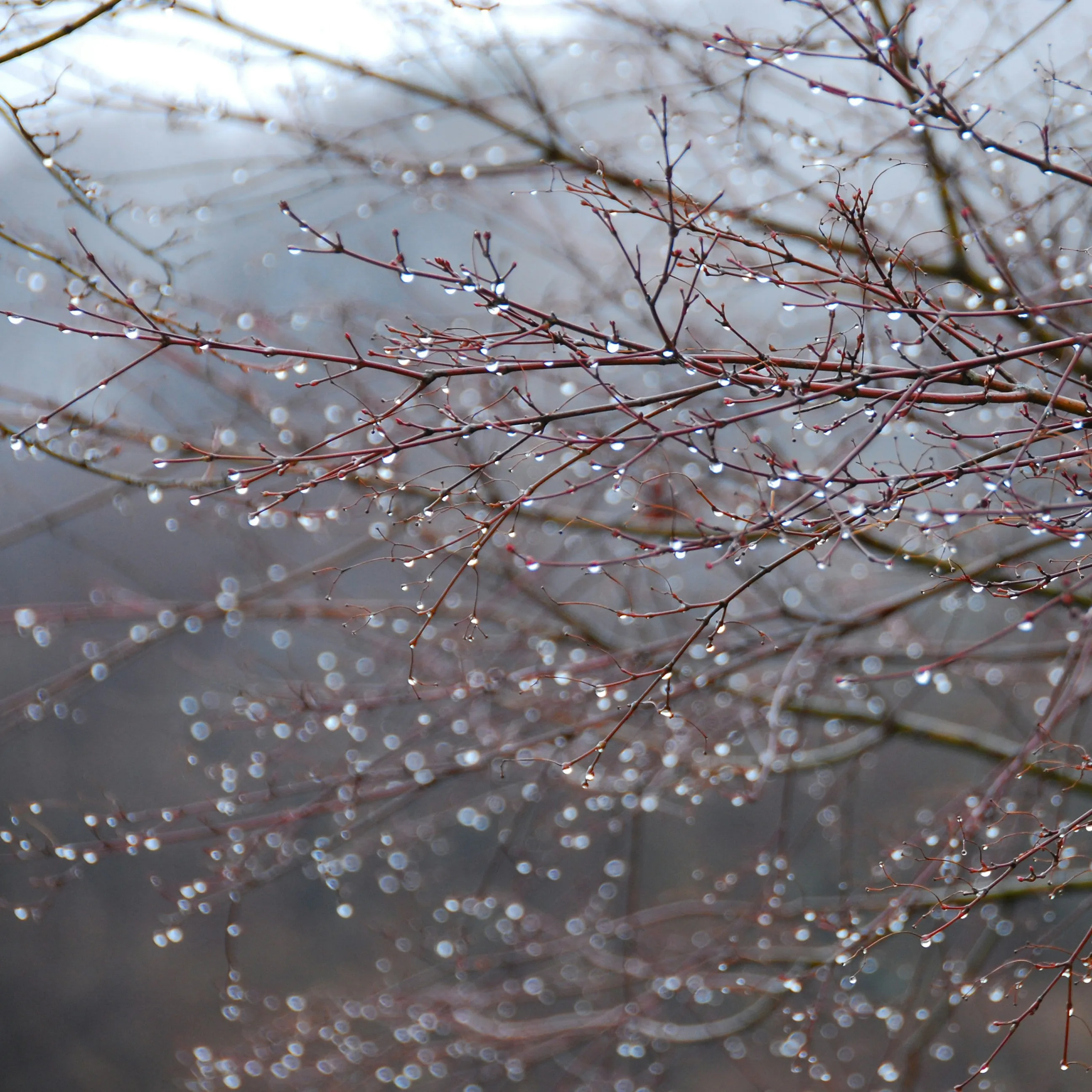 Soft Winter Rain 8 Hours | Rain Sound for Sleep & Relaxation episode artwork
