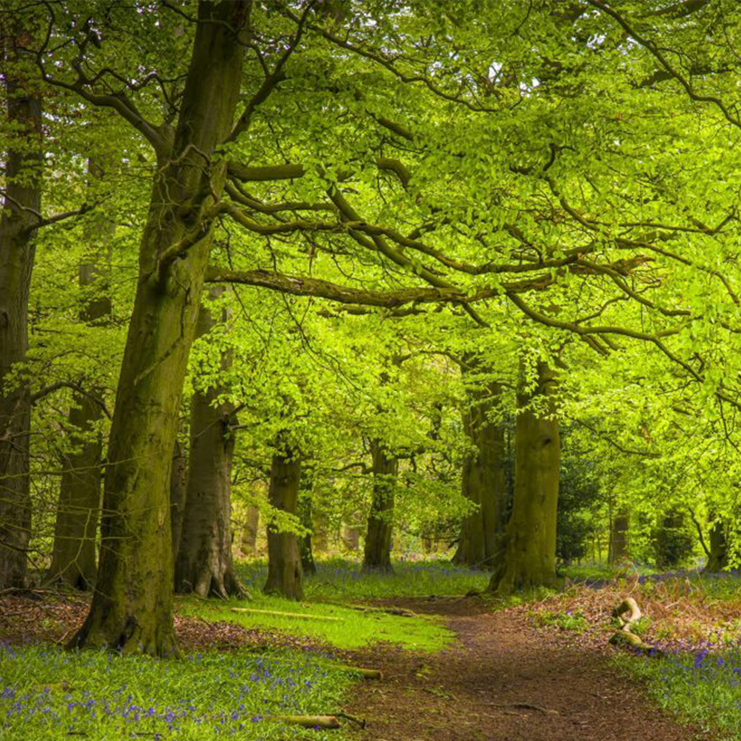 275. What is the National Forest? Explore this magnificent project with historian Eleanor Barraclough