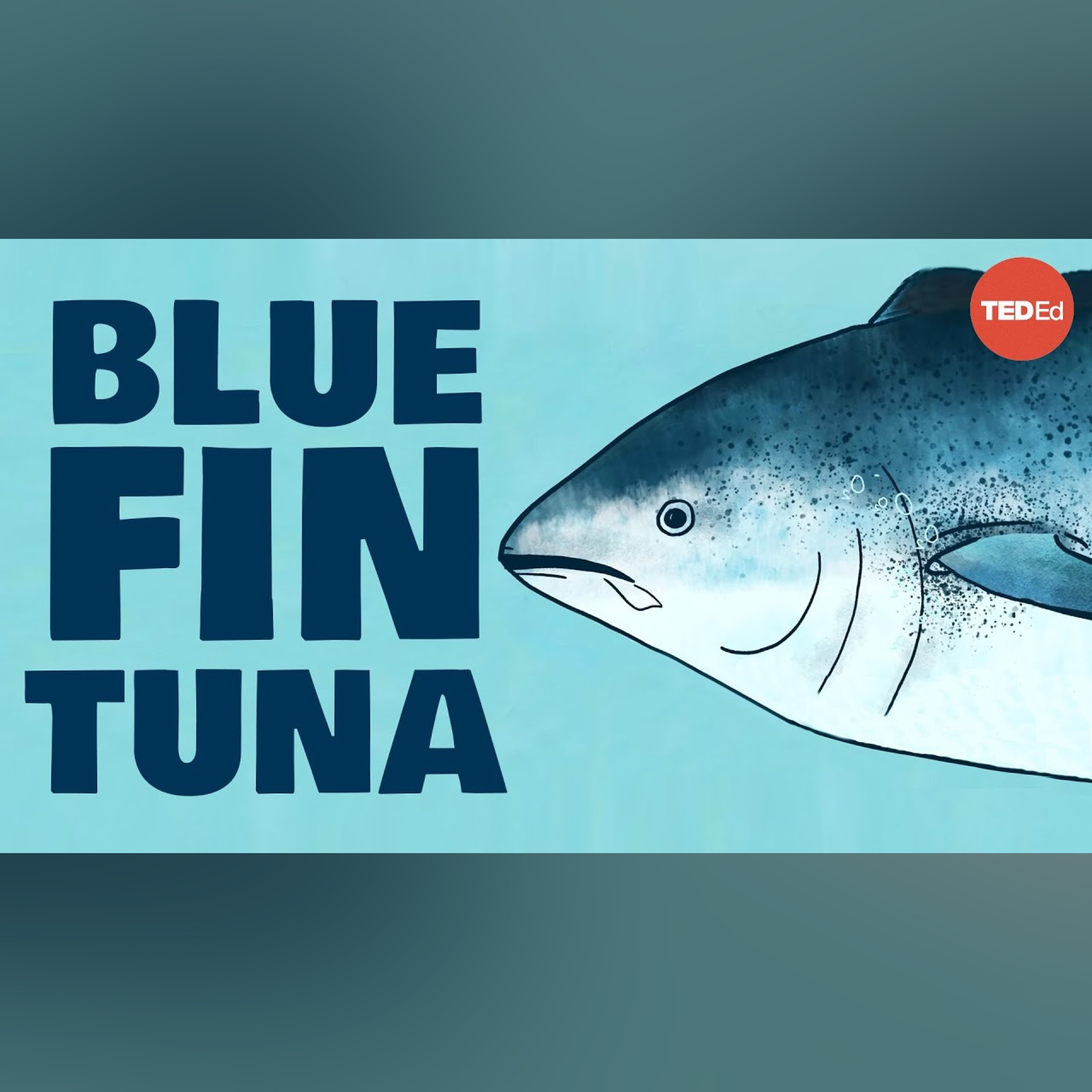 Meet the bluefin tuna, the toughest fish in the sea - Grantly Galland and Raiana McKinney