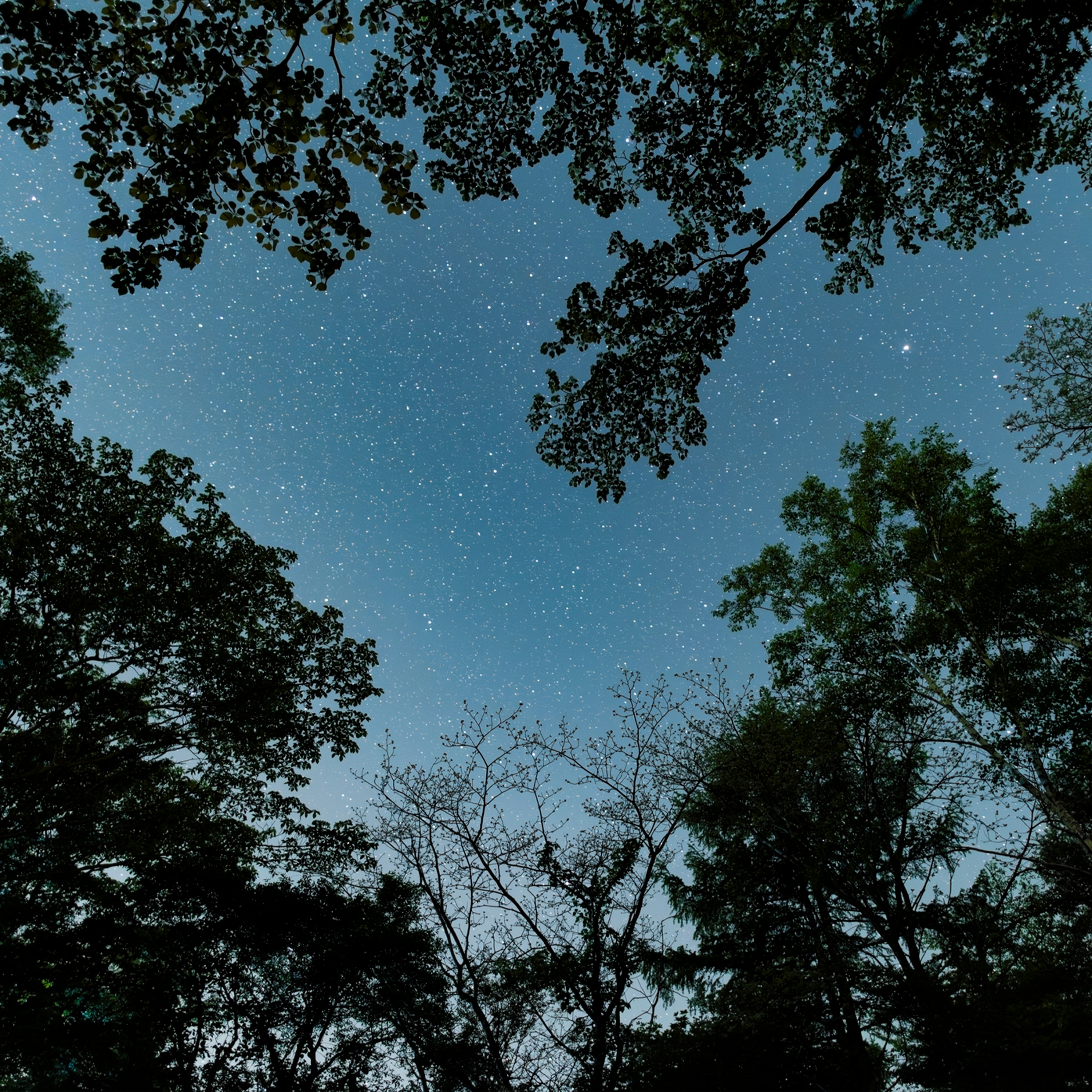 321. Secrets of the darkness on a night walk with Andy Flack