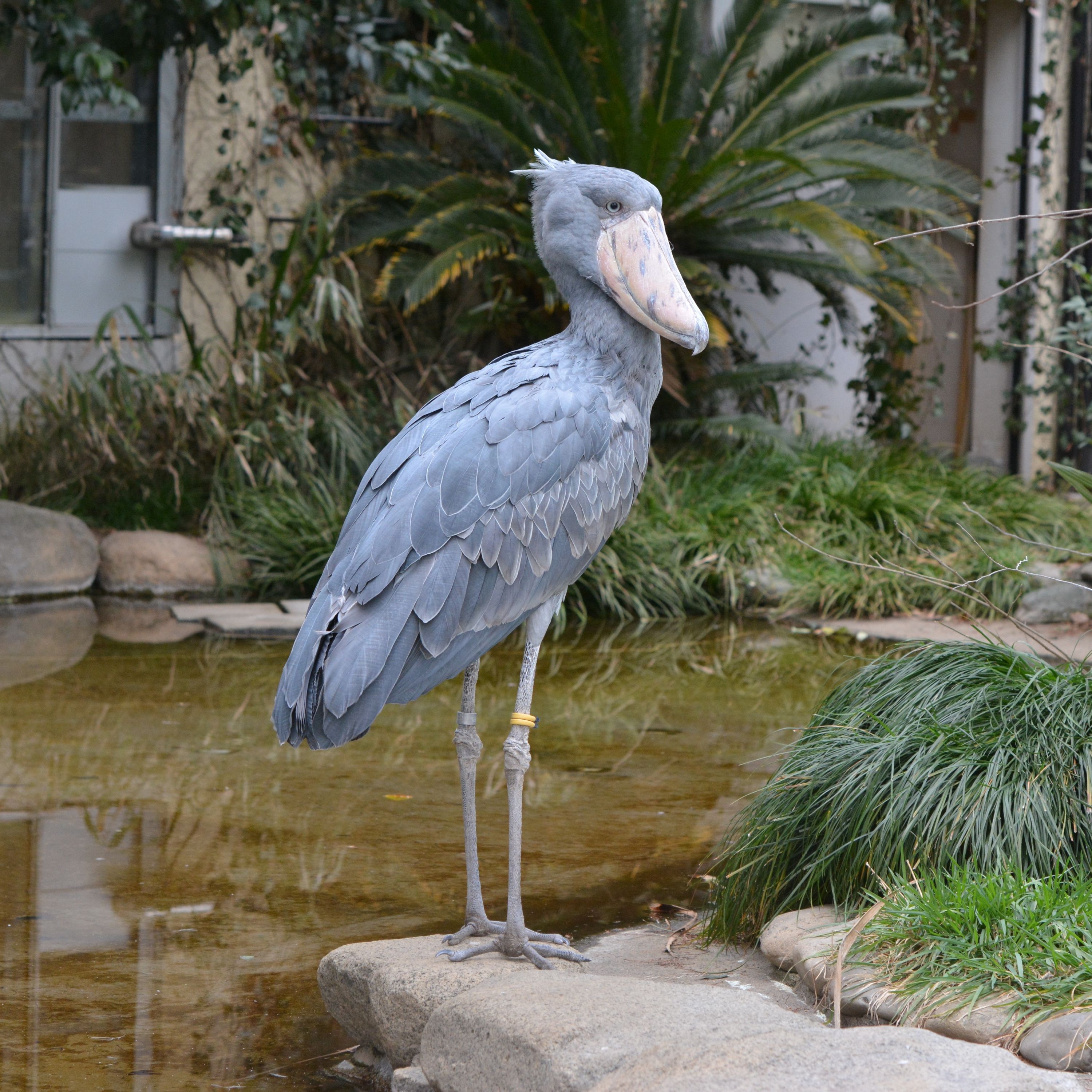 ビズスタ　THE REAL WELLNESS #217【東京動物園協会主催「 冬の周遊キャンペーン　都立動物園・水族園　謎めぐり」】