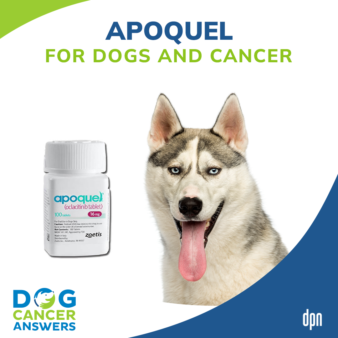 Apoquel for Dogs and Cancer │ Dr. Nancy Reese #111
