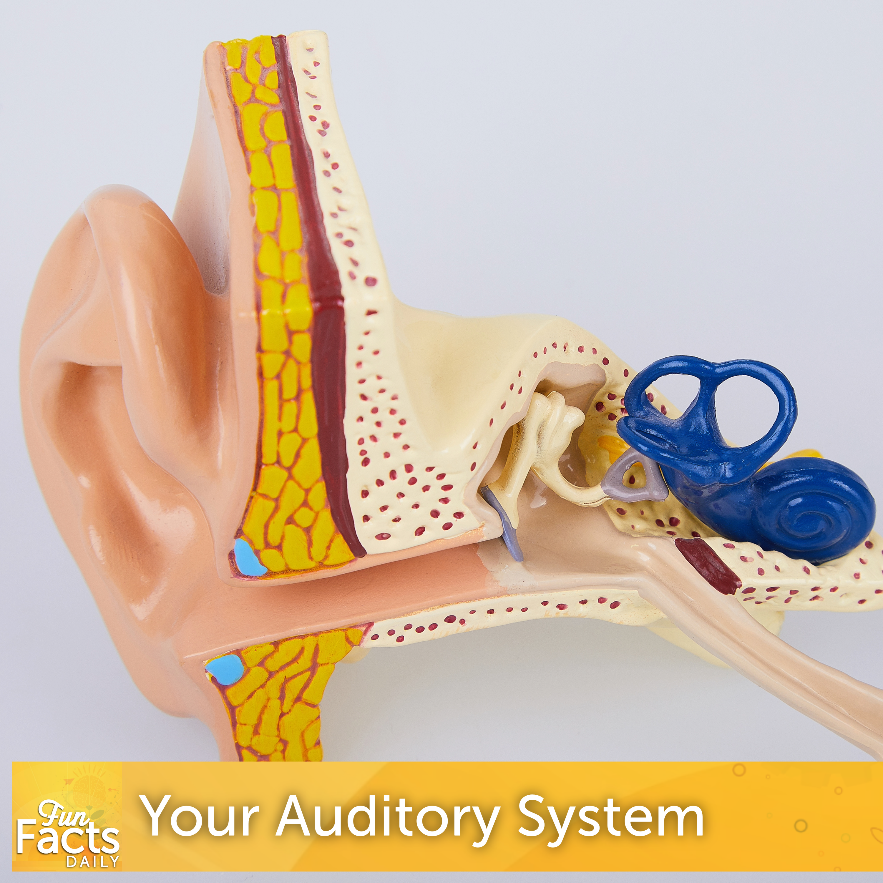 Fun Facts About Your Auditory System