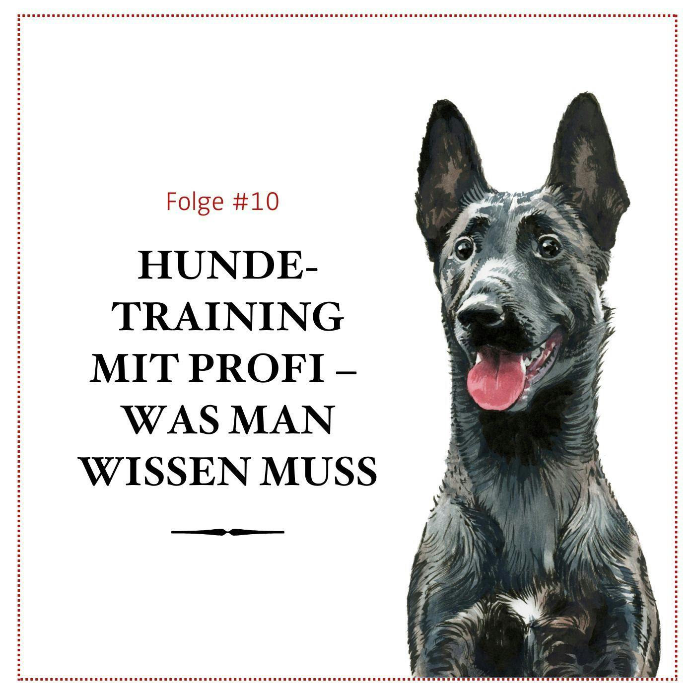 Hundetraining: Wann zum Profi? -#10 Hundetraining: Wann zum Profi? -#10