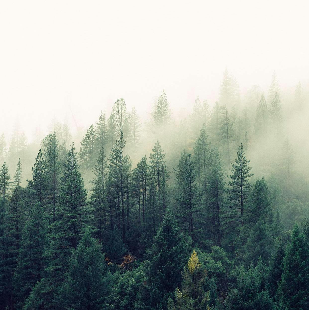 Forest & Breeze: 8-Hour Tranquil Woodland Soundscape for Relaxation, Studying & Sleep