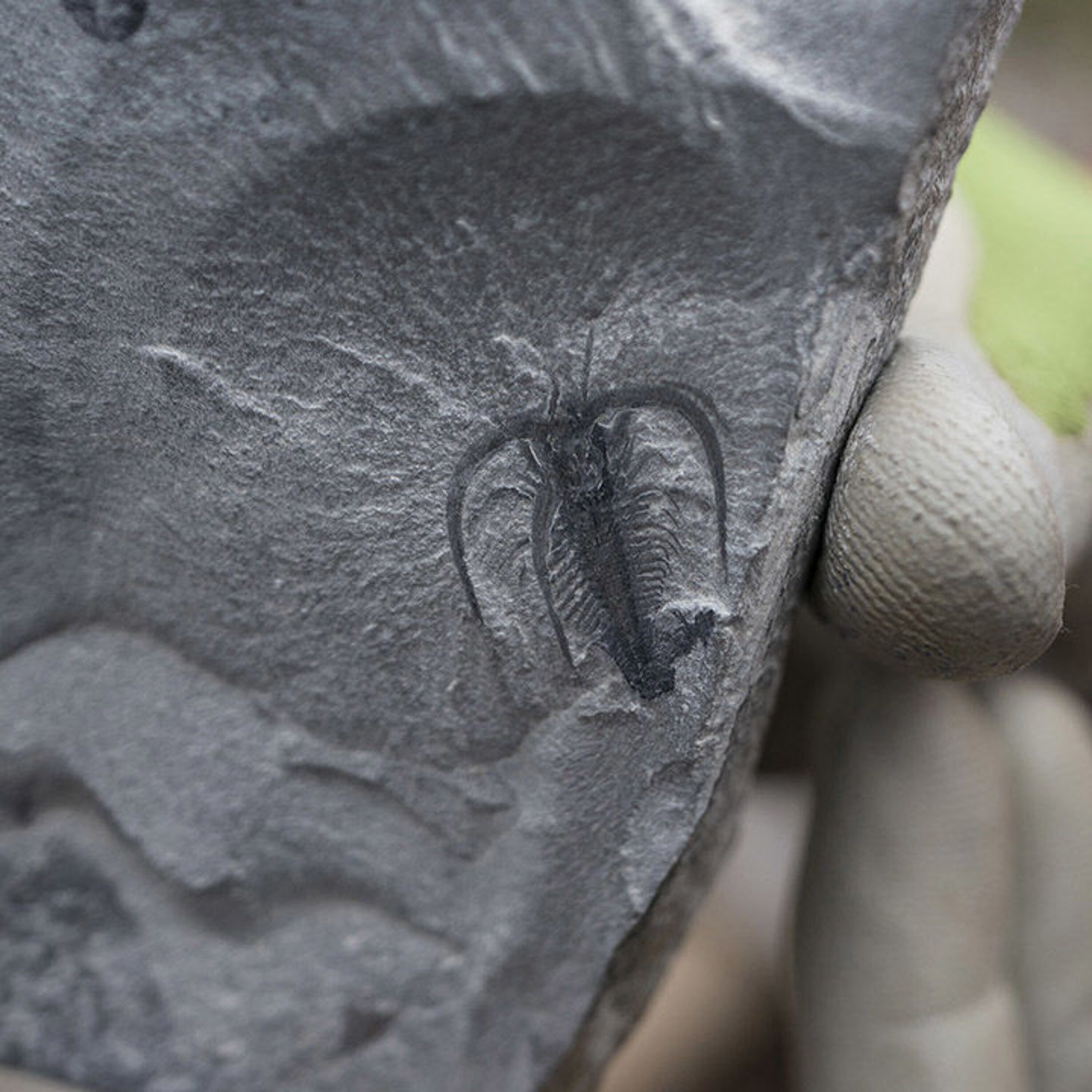 Exploding the Cambrian and building a DNA database for forensics