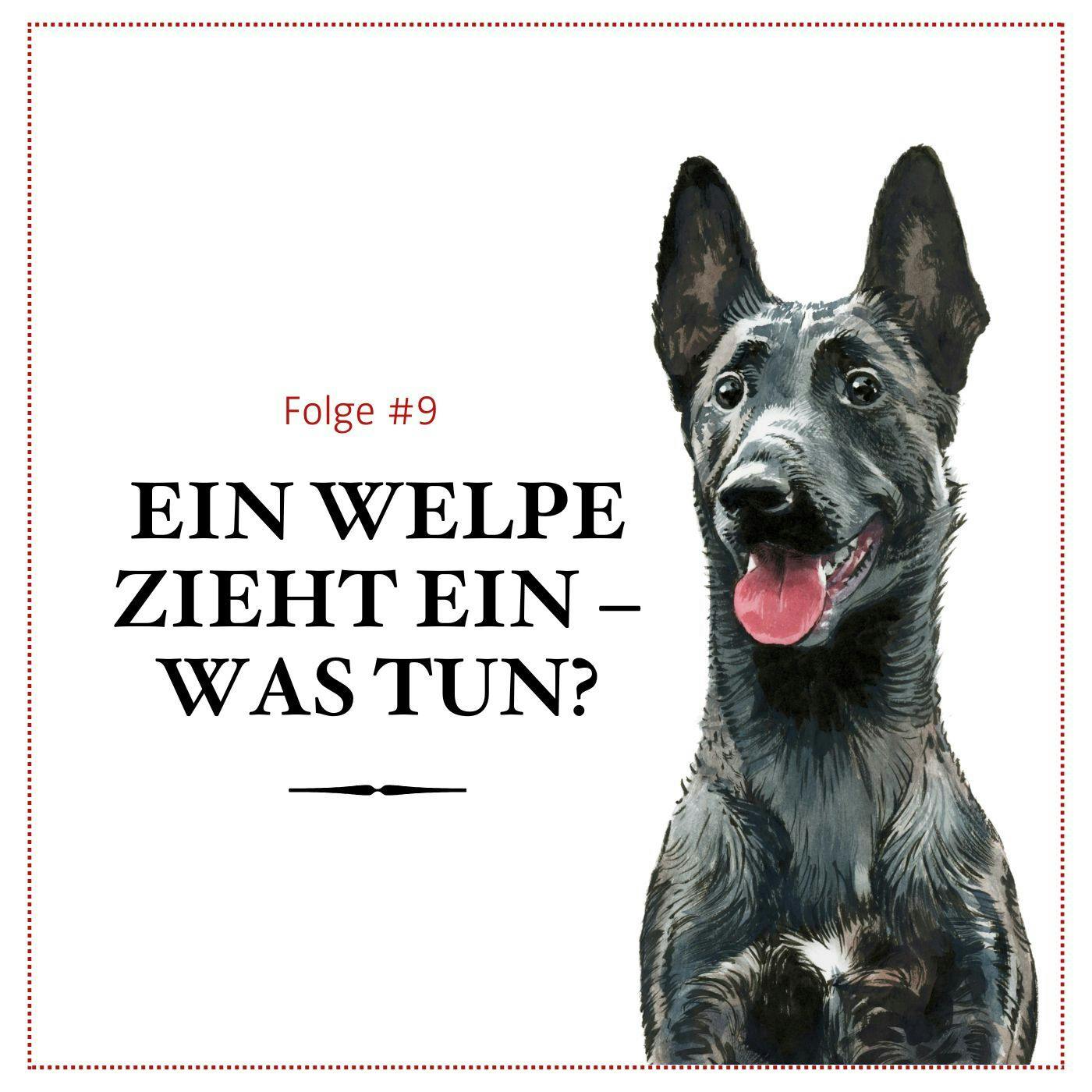 Ein Welpe zieht ein – was tun? – #09 Ein Welpe zieht ein – was tun? – #09