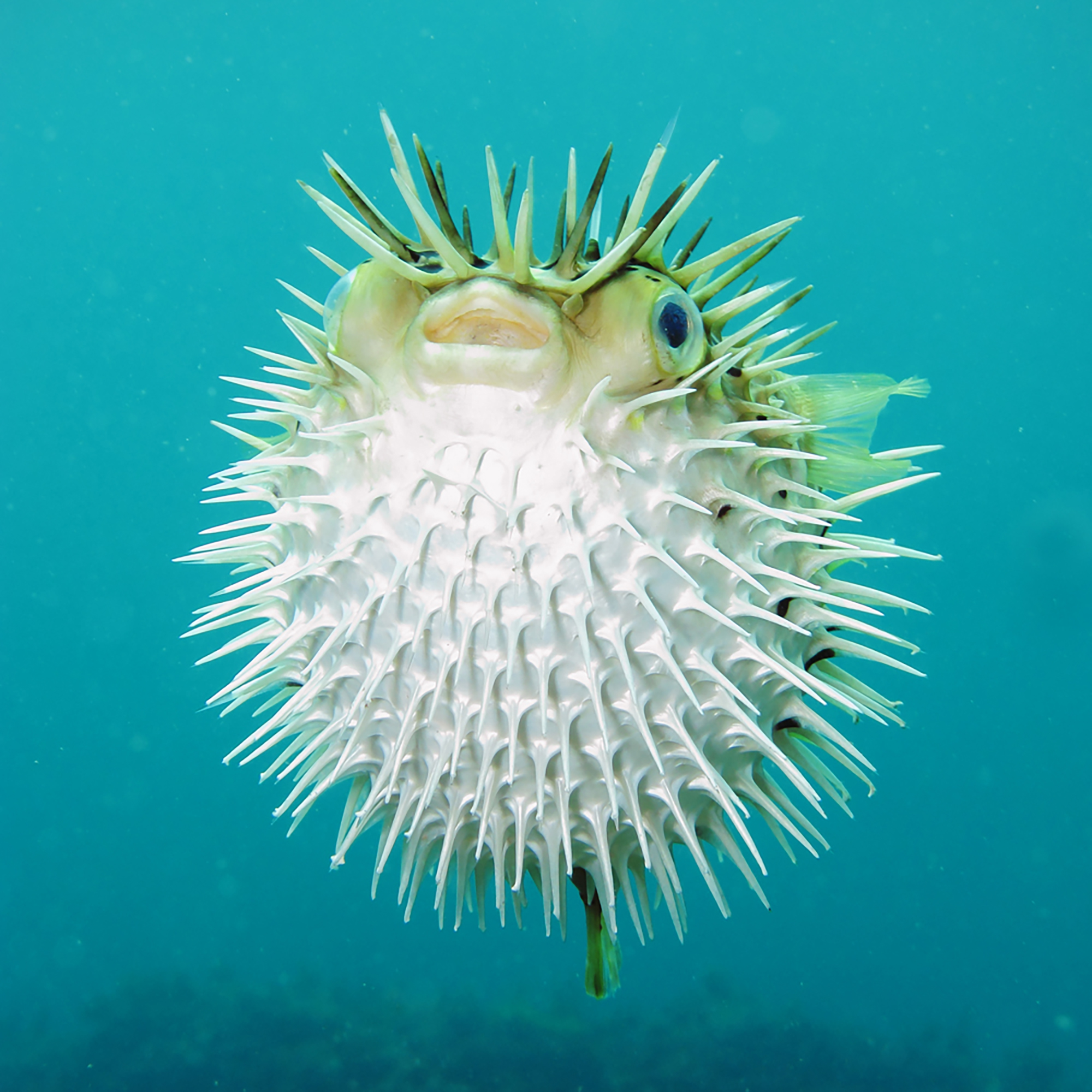 Thumbnail for "Fish Girl".