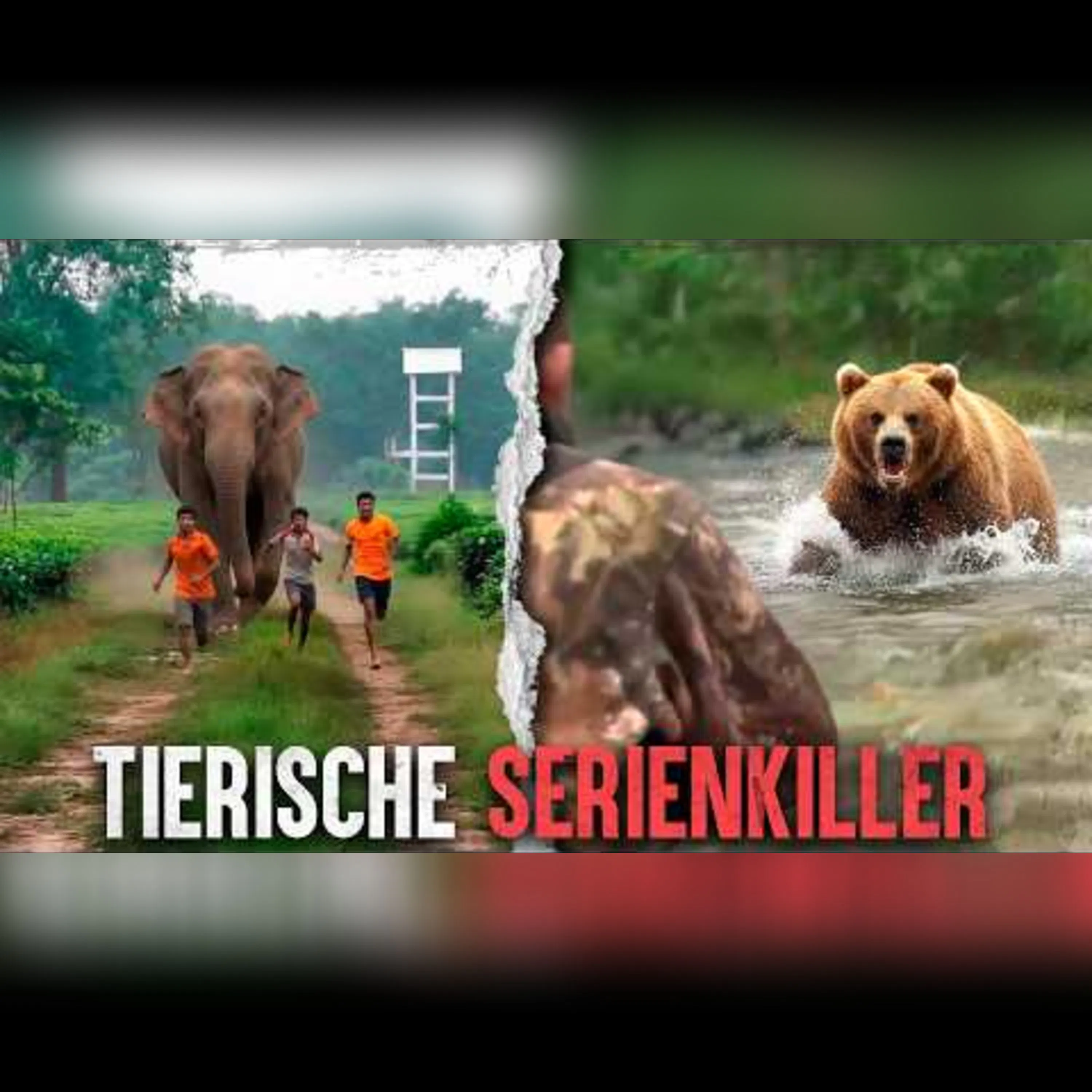 Die brutalsten Angriffe aus dem Tierreich episode artwork