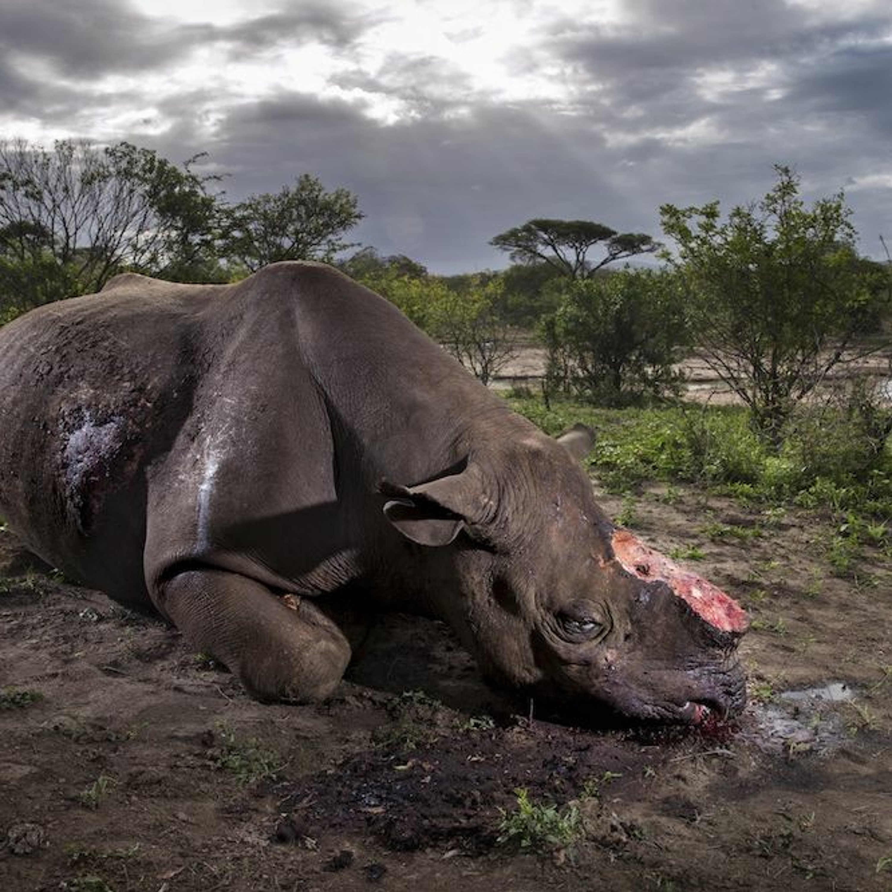 Rhino Poaching & Wildlife Photographer Of The Year With Mark Peck - What She Said Interview