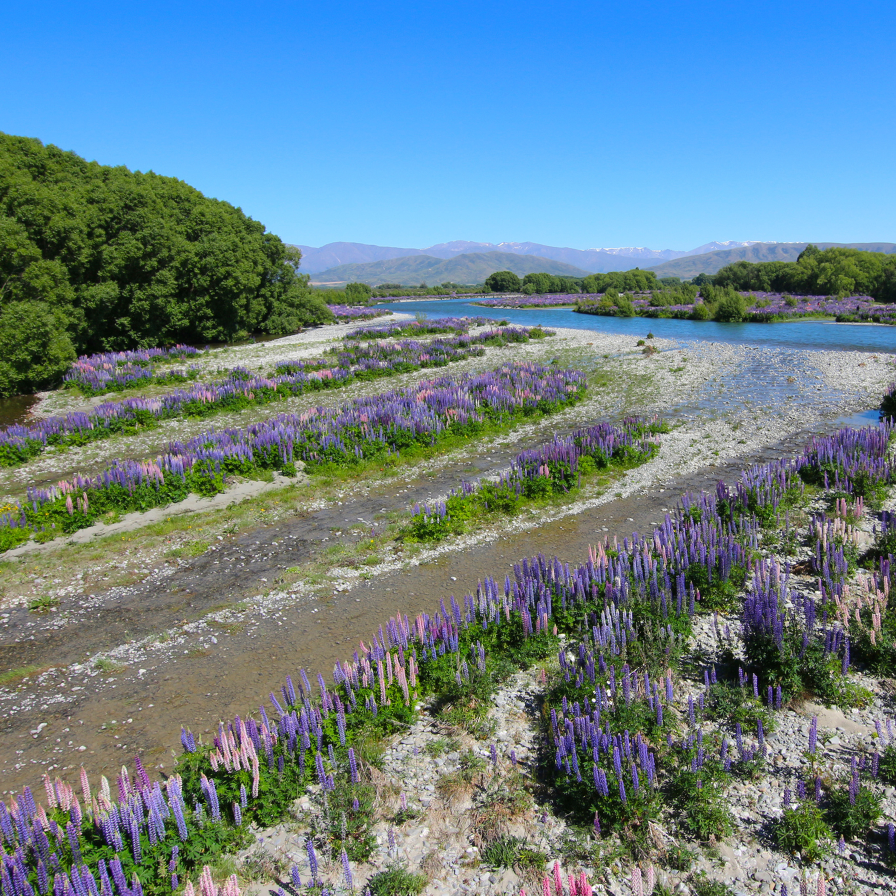 Sound Escape 153. Bathe in stunning spring skylark song - all the way from New Zealand