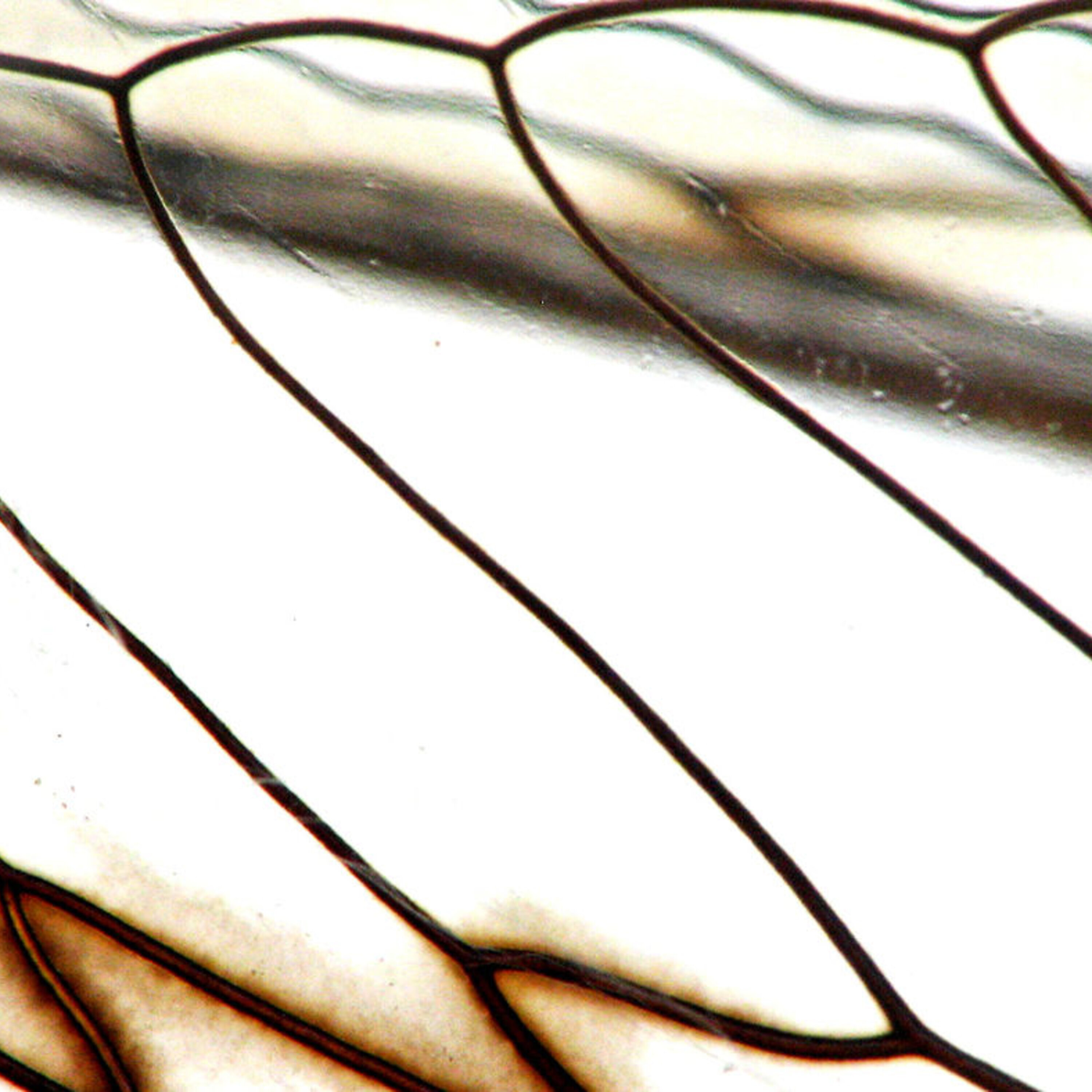 Science Magazine Podcast