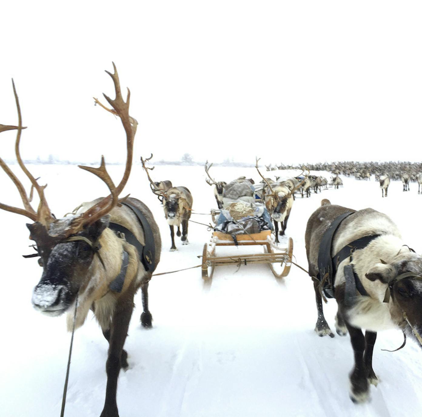 Revisiting the Herd at the End of the World: Christine Amour Levar's Journey With the Nenet Reindeer Herders of Siberia