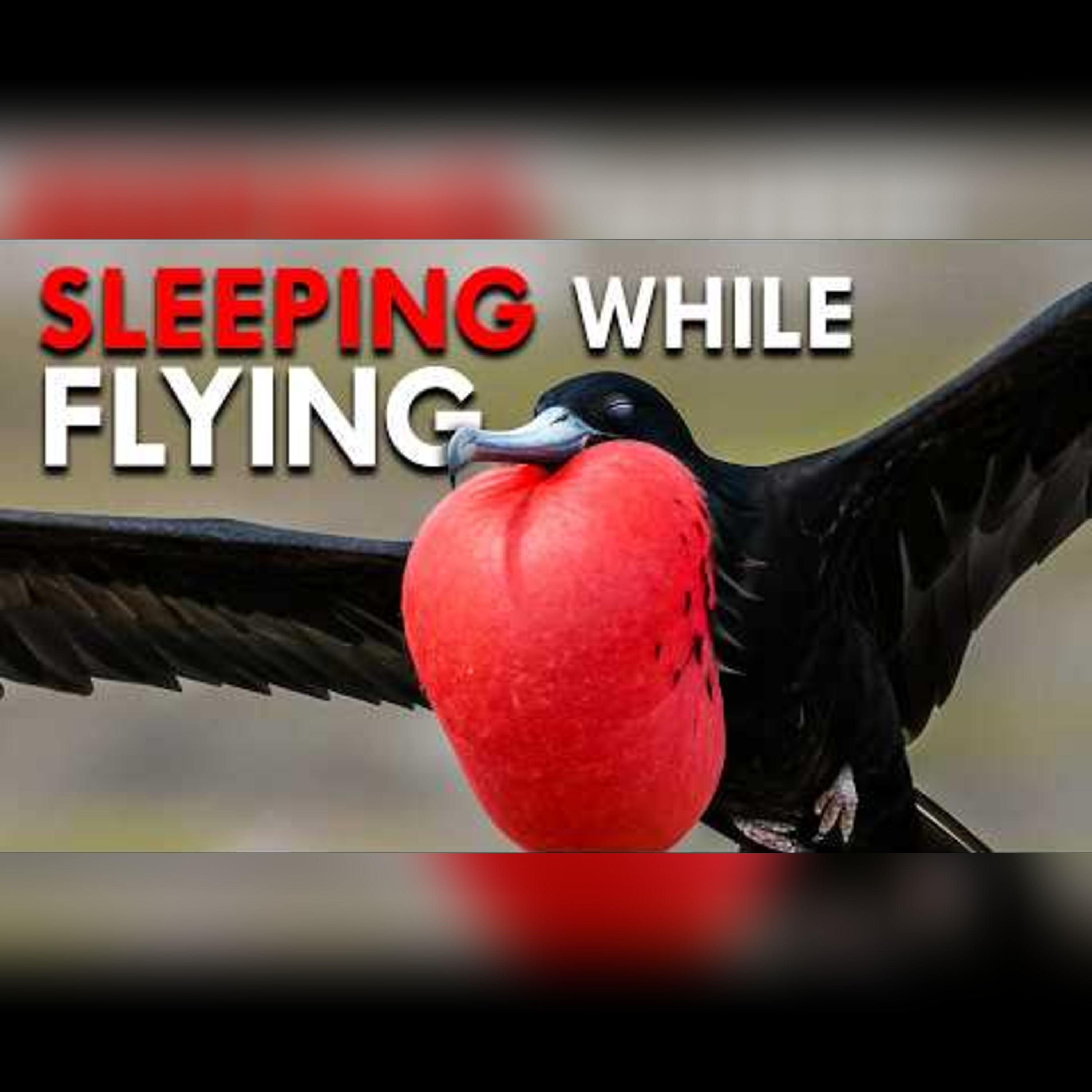 Episode 13: Animals That Sleep in Impossible Ways episode artwork
