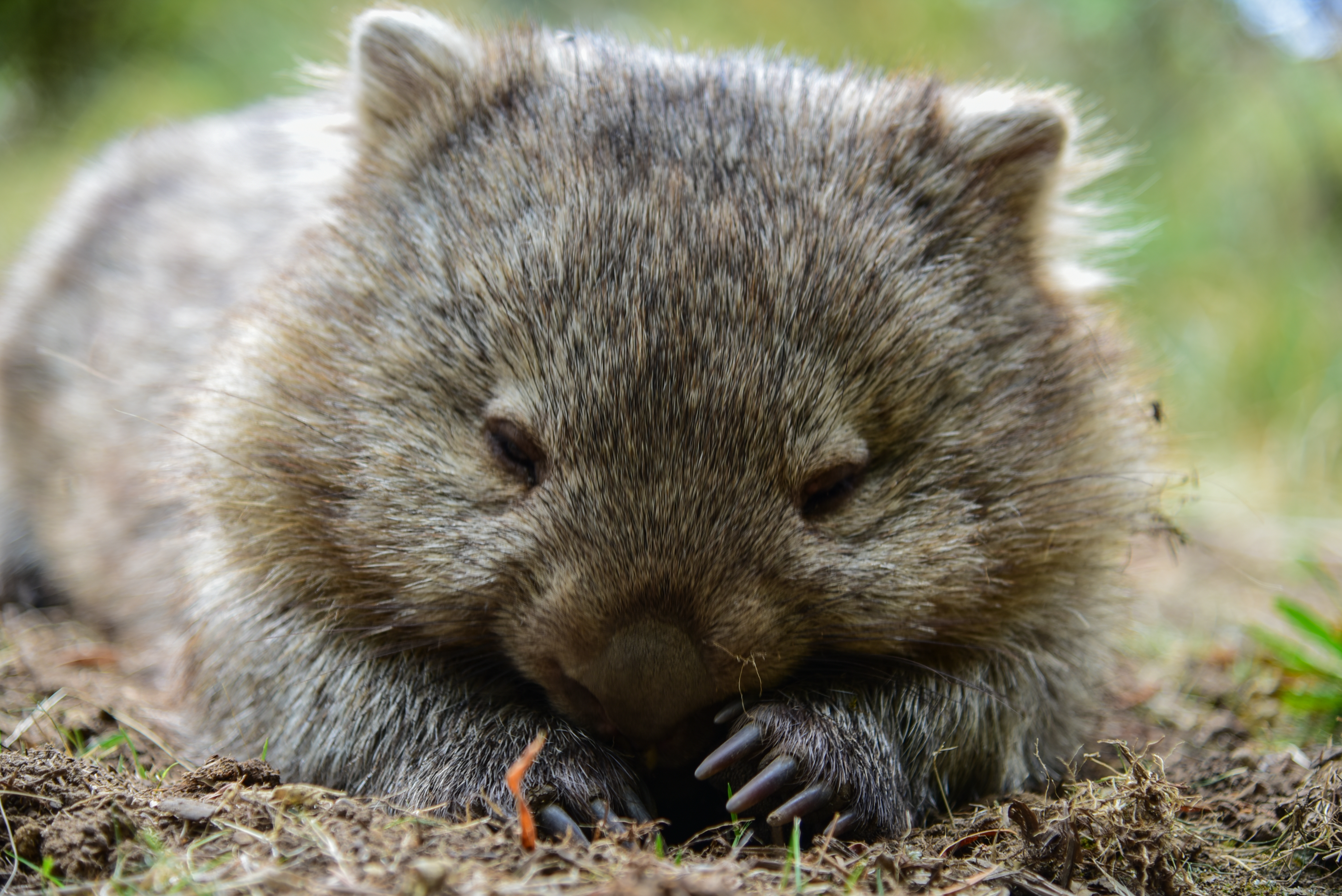 Wonders of Wombats