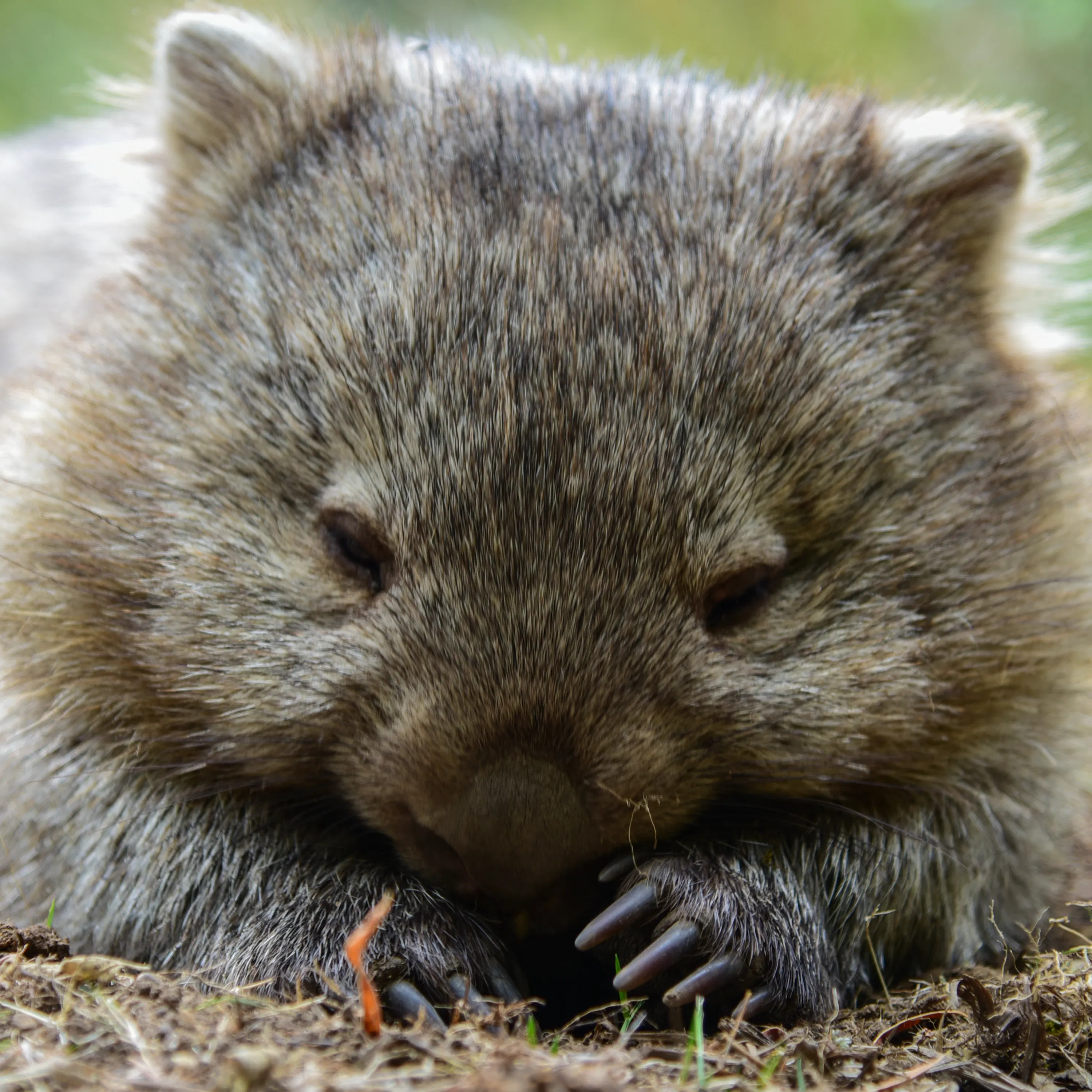 Wonders of Wombats