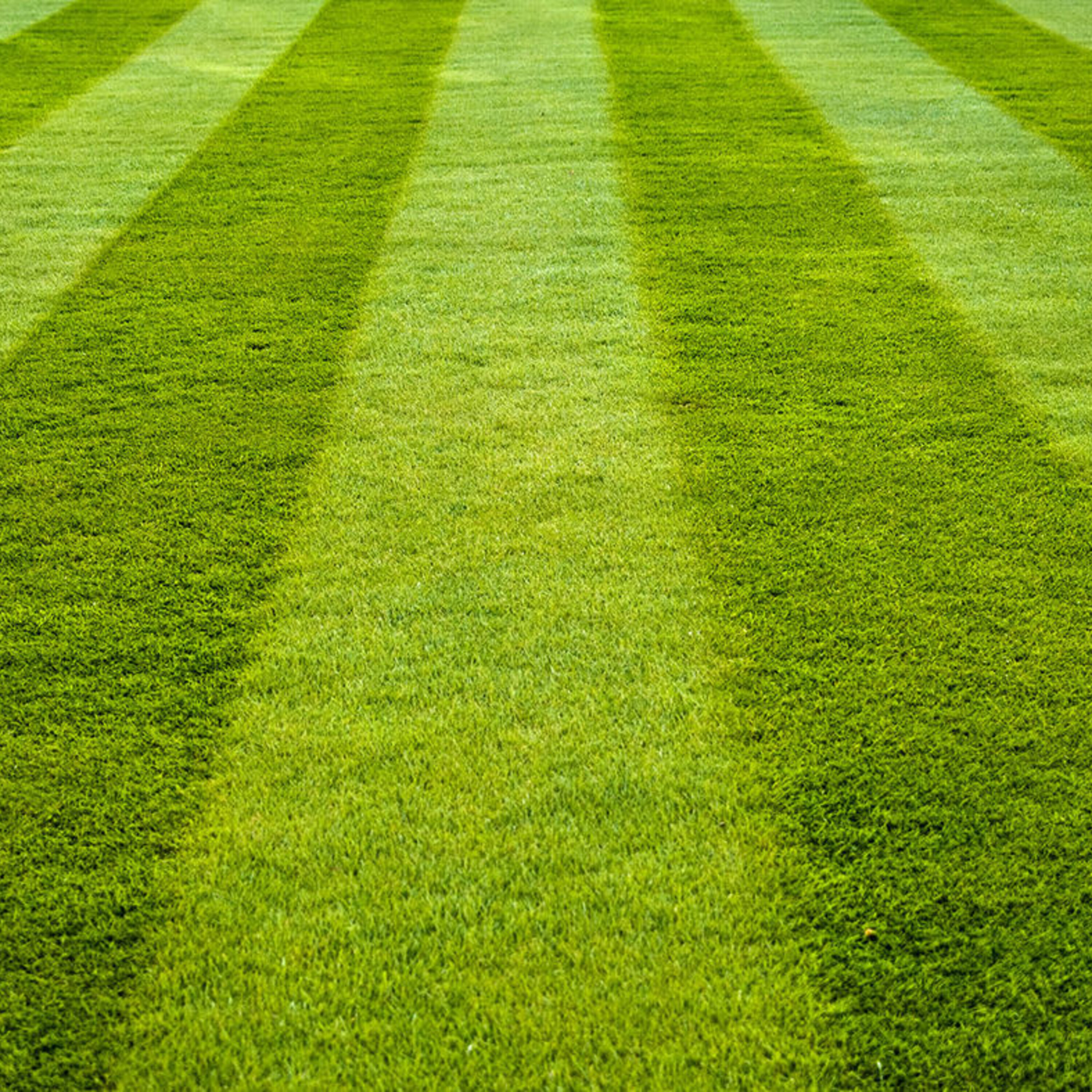 What we can learn from a cluster of people with an inherited intellectual disability, and questioning how sustainable green lawns are in dry places