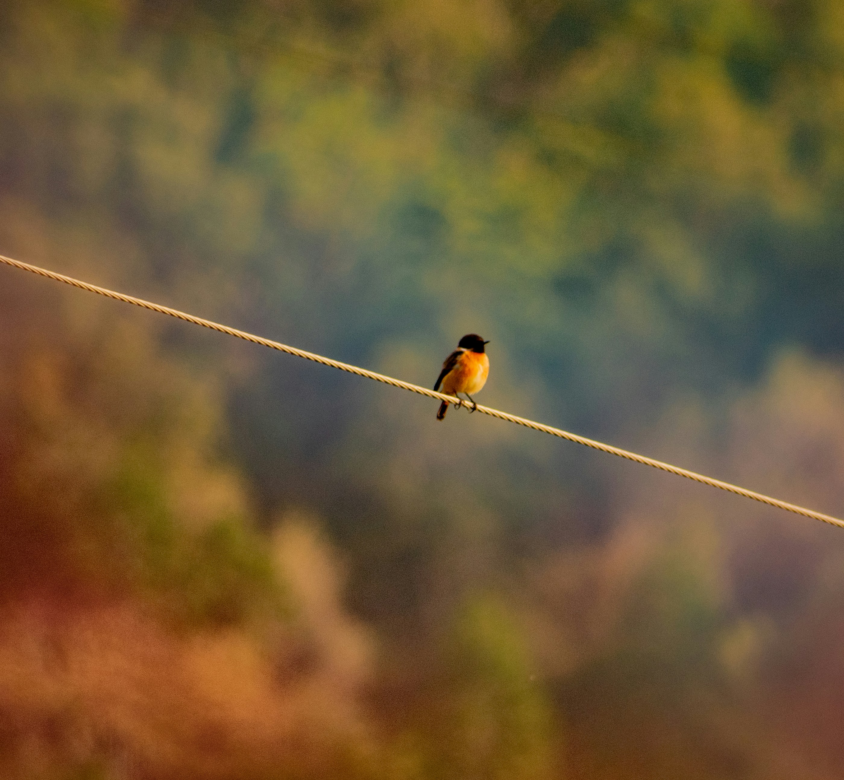Morning Birds: 8-Hour Serenade for Relaxation and Tranquility episode artwork