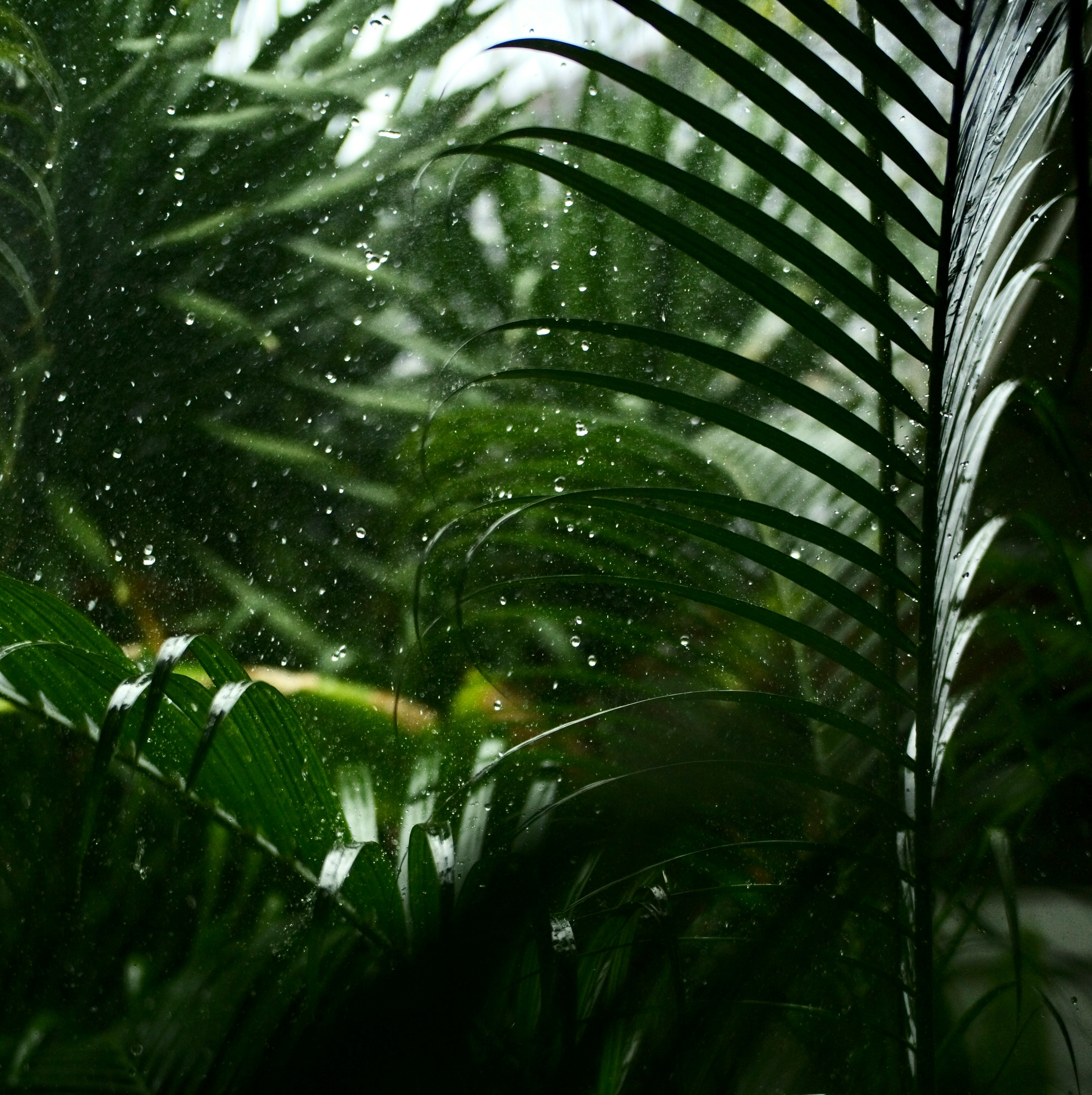 Amazon Rainforest: 8-Hour Serene Nature Sounds for Relaxation, Studying & Sleep episode artwork