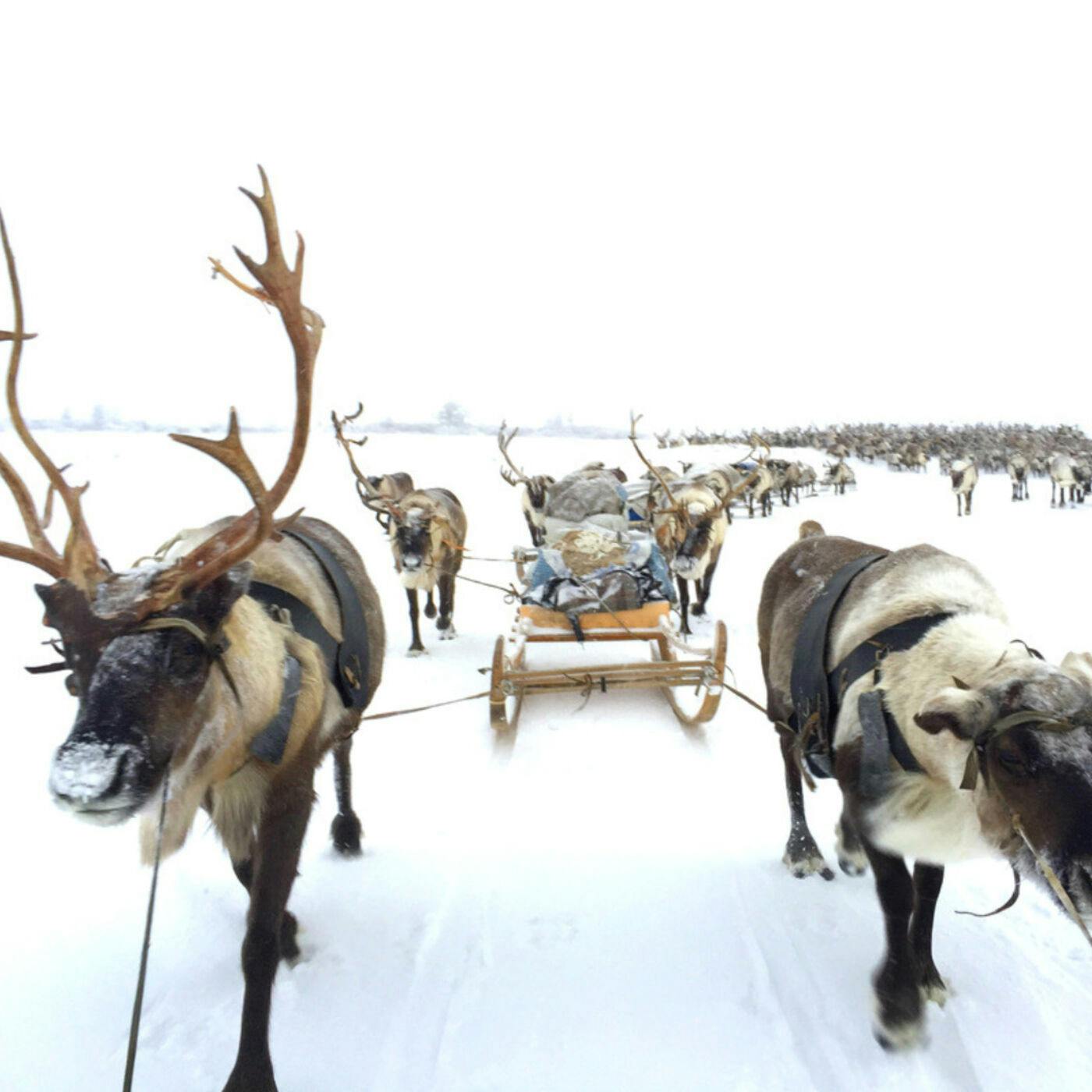 The Herd at the End of the World: Traversing Siberia with the Nenet Reindeer Herders