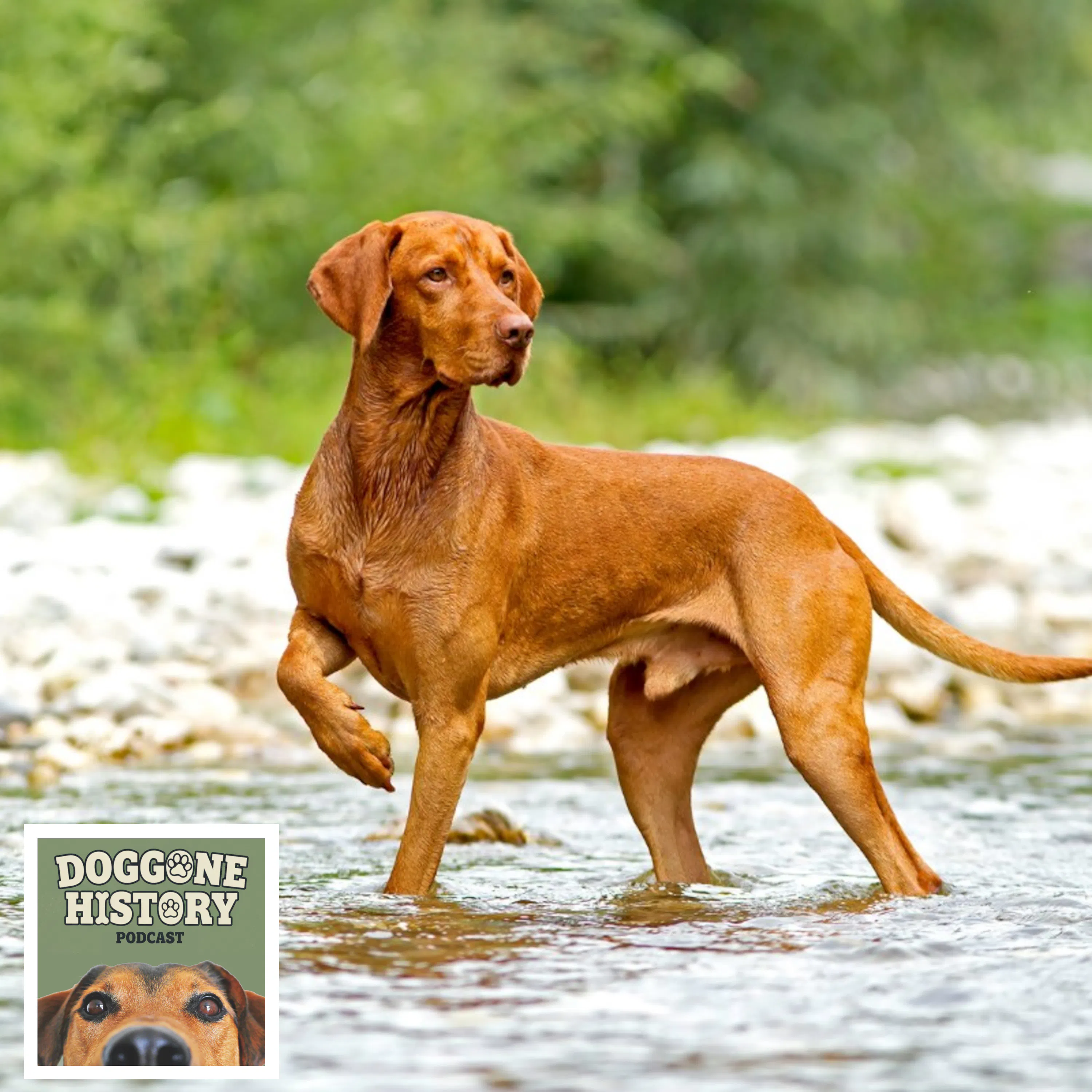 Vizslas: The Velcro Dogs episode artwork