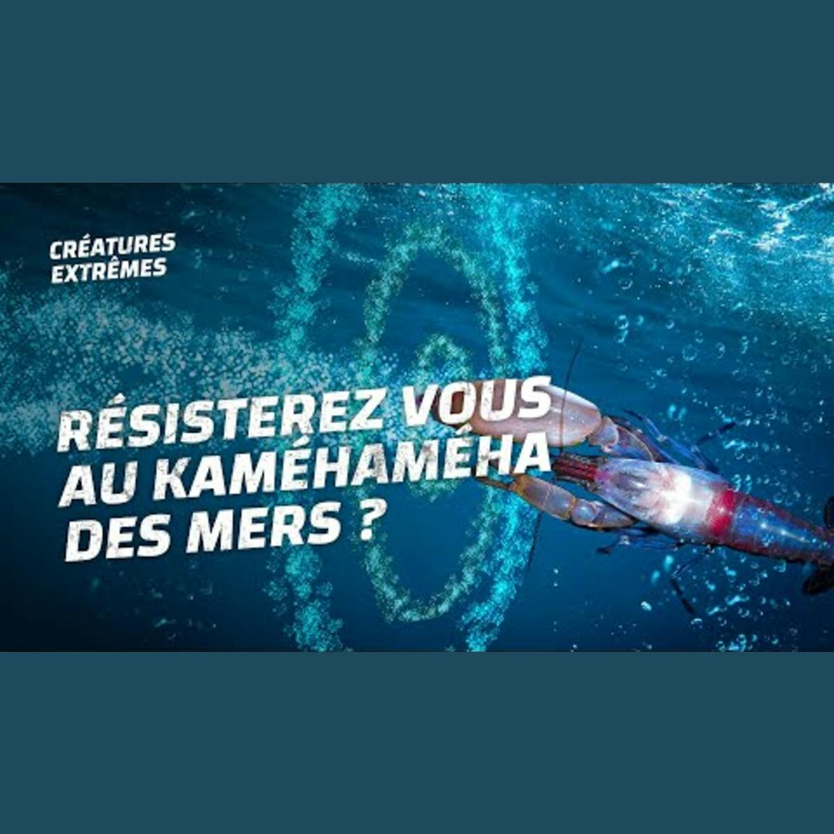 Les crevettes sont surpuissantes Les crevettes sont surpuissantes