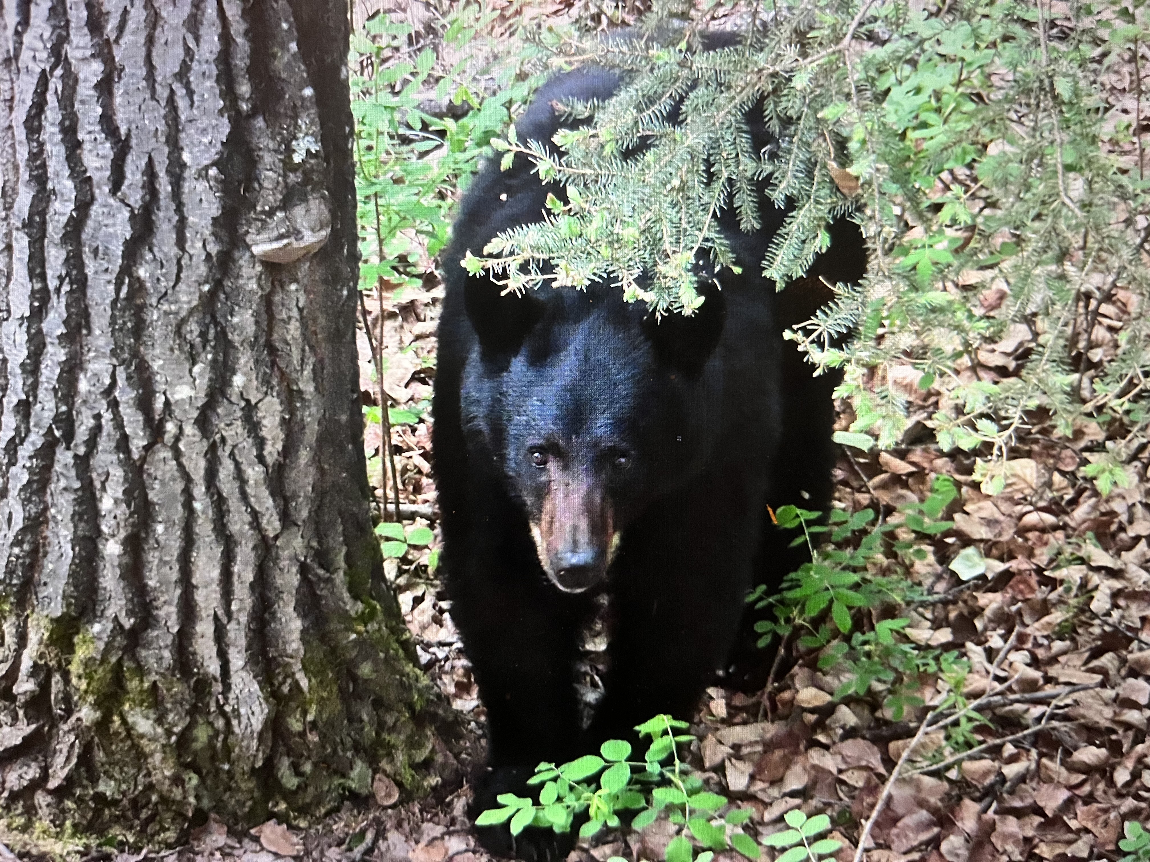 DSC Campfires with Larry Weishuhn