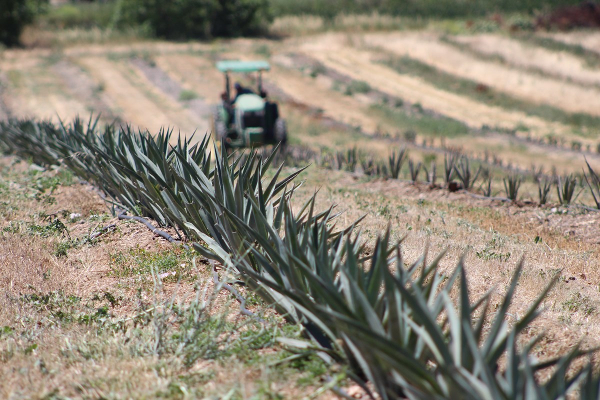 Central Valley Farmers are Growing Agave to Save Water