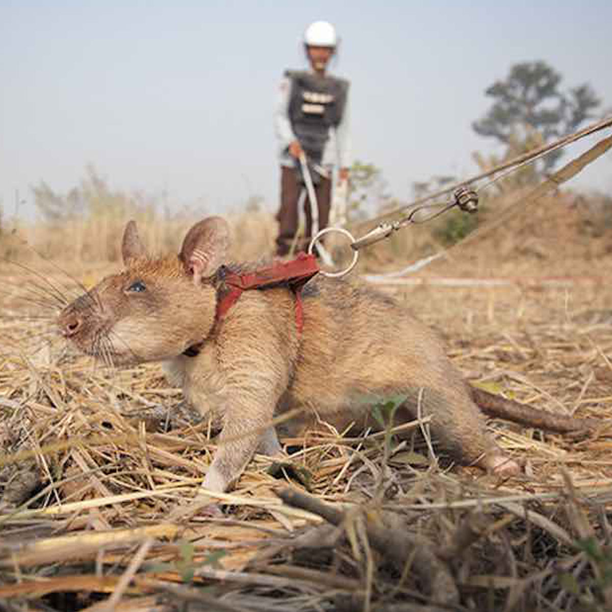 Men In Their 30s Only - Hero Rats